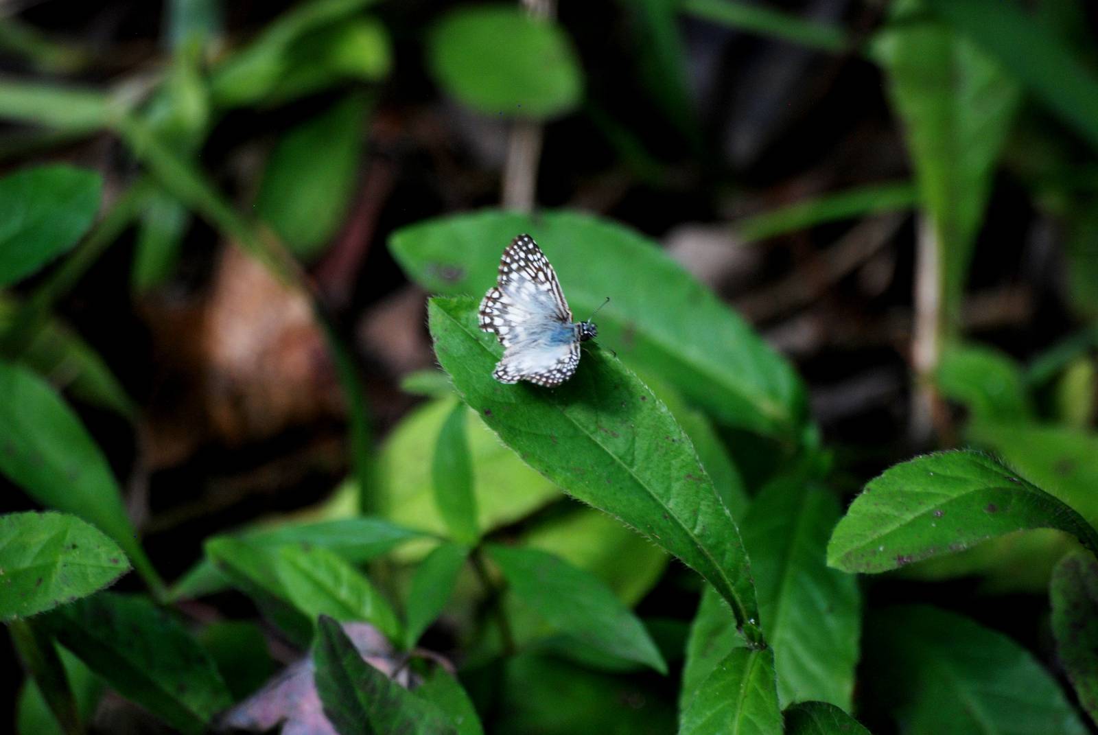 Tropical Chequered Skipper, Western Everglades/Big Cypress, October 2013