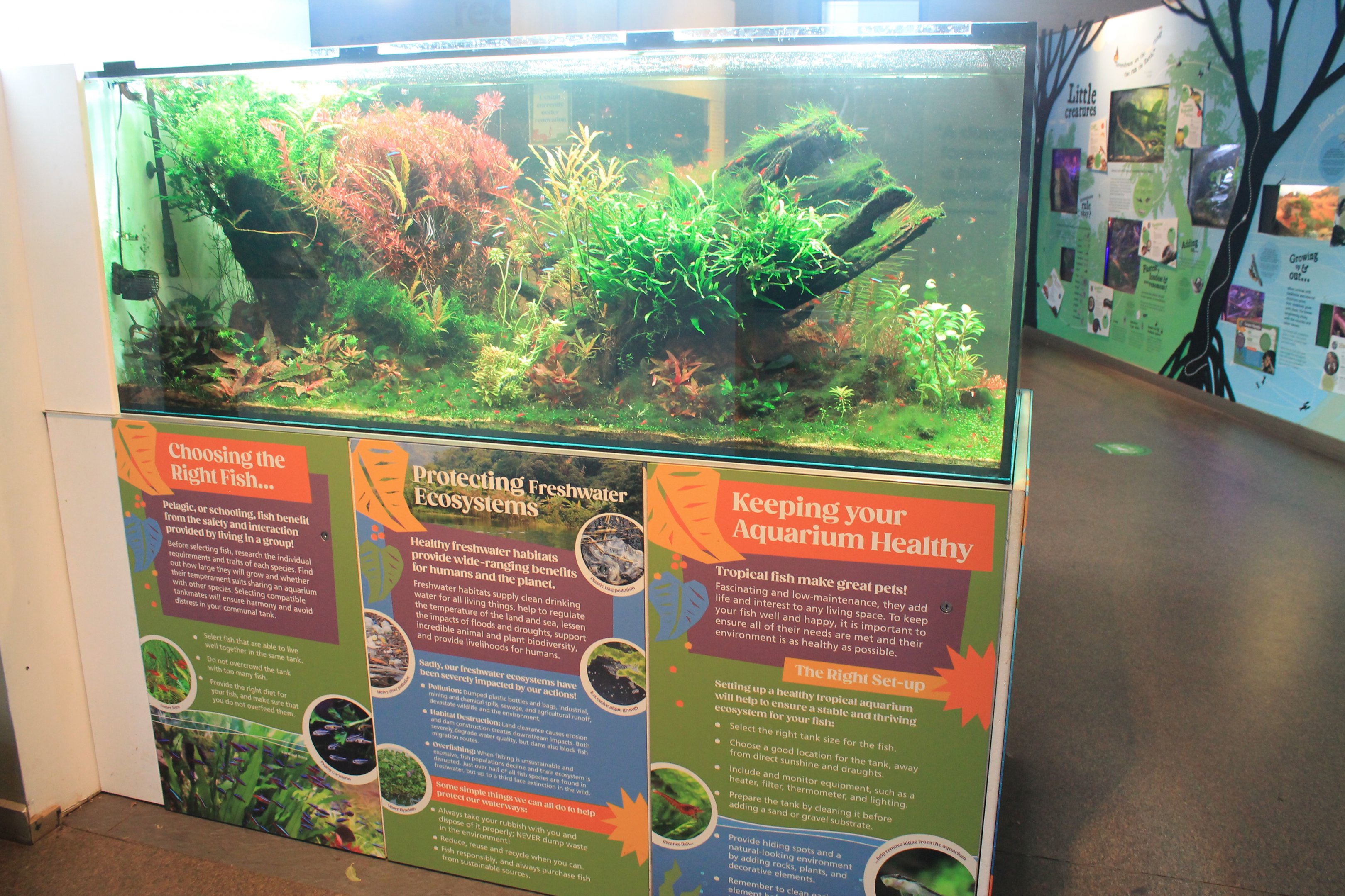 Tropical community tank