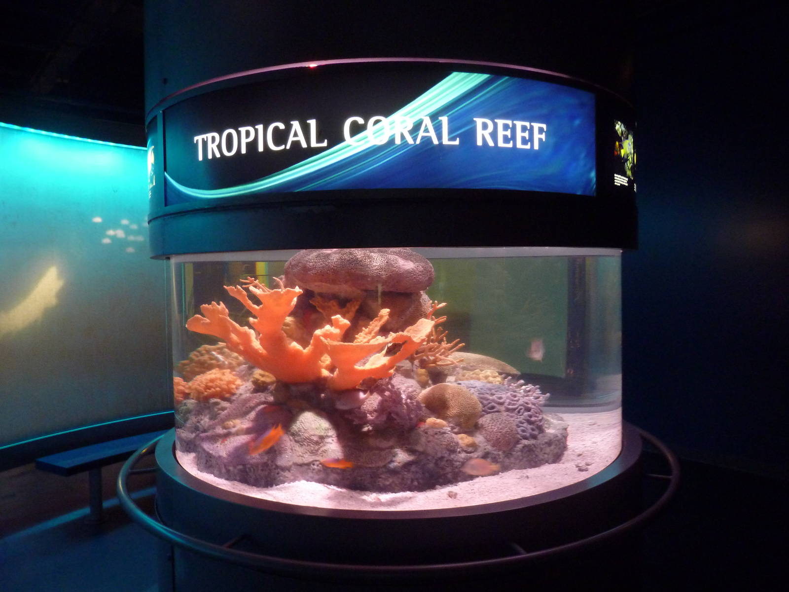 Tropical Coral Reef Exhibit