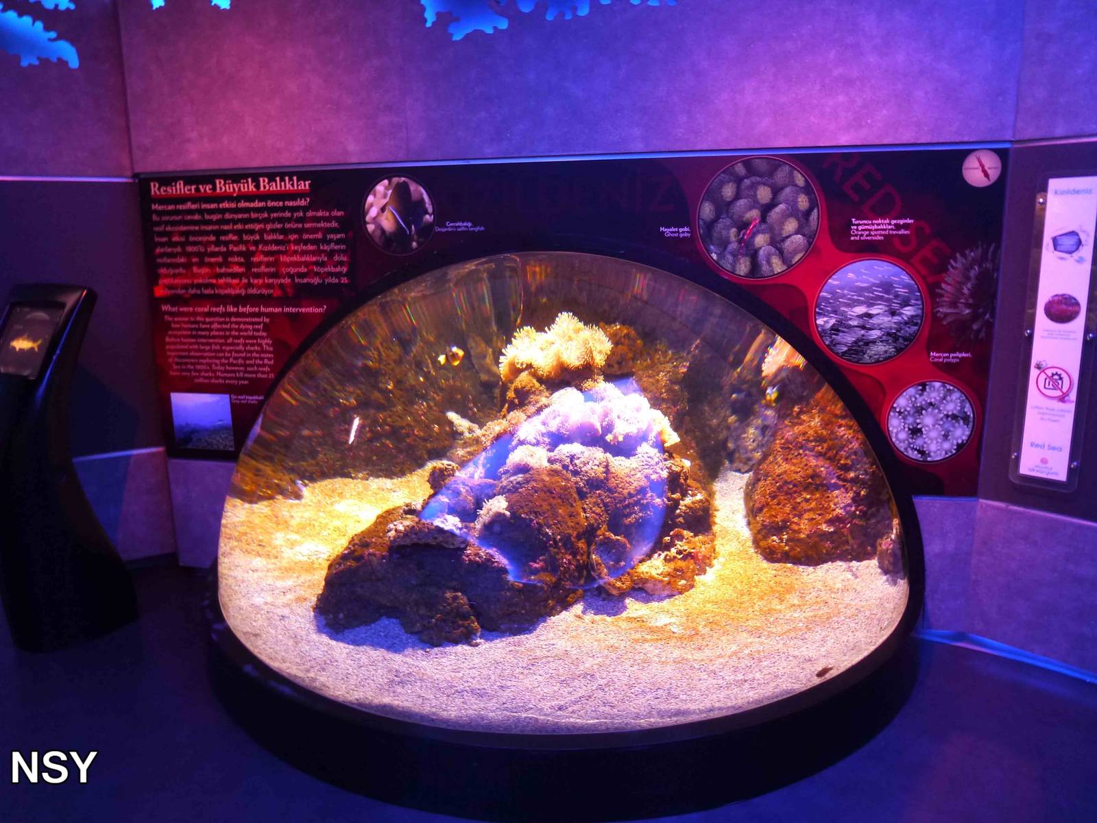 Tropical coral tank, June 2013.