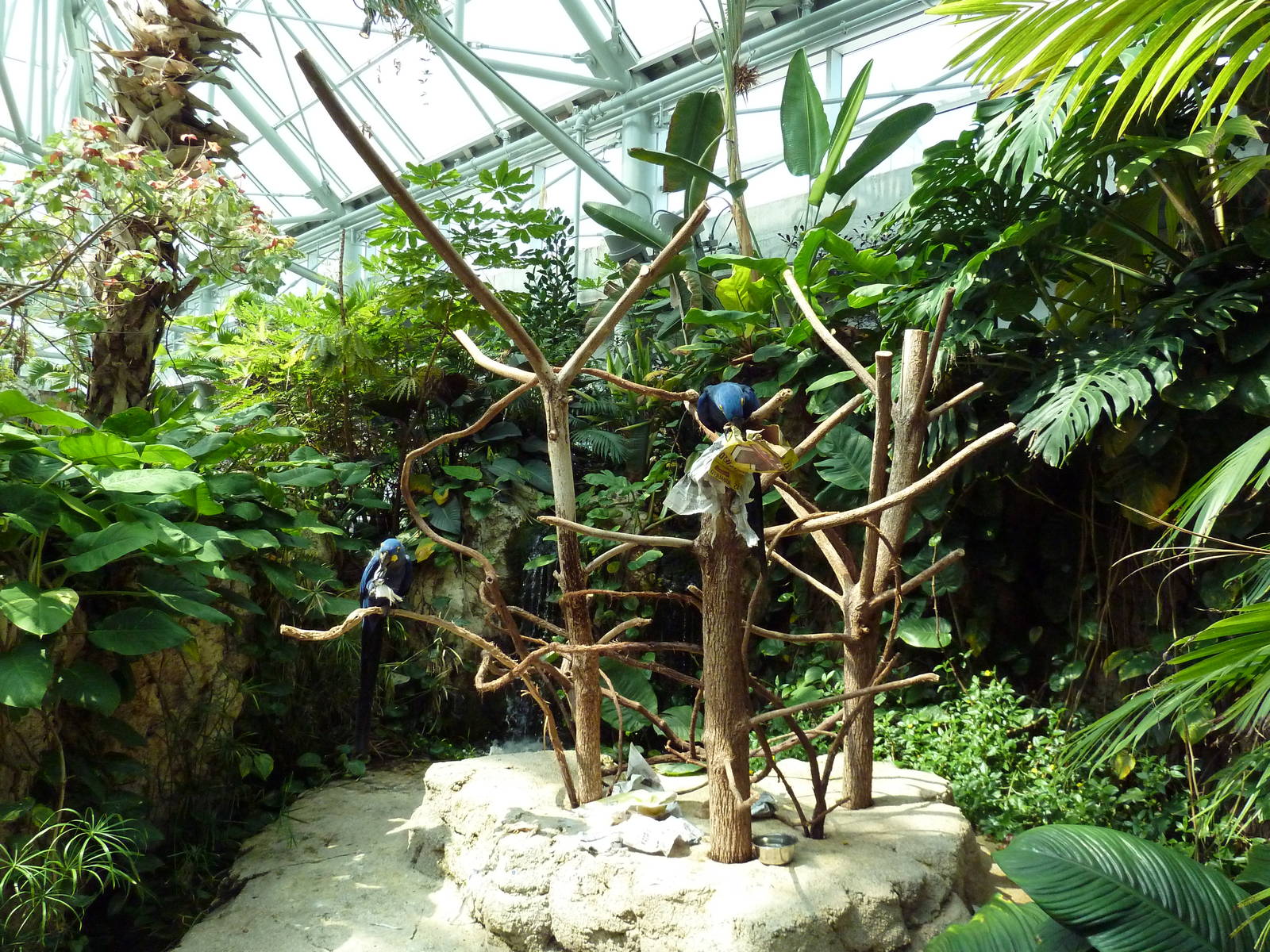 Tropical Cove - Hyacinth Macaw Exhibit