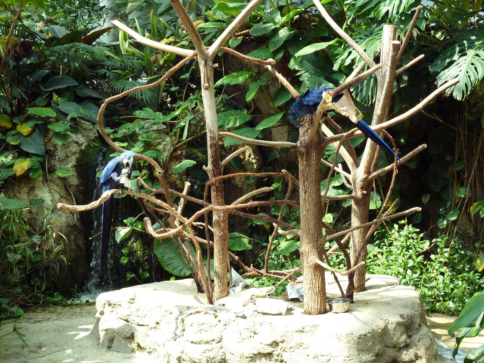 Tropical Cove - Hyacinth Macaw Exhibit