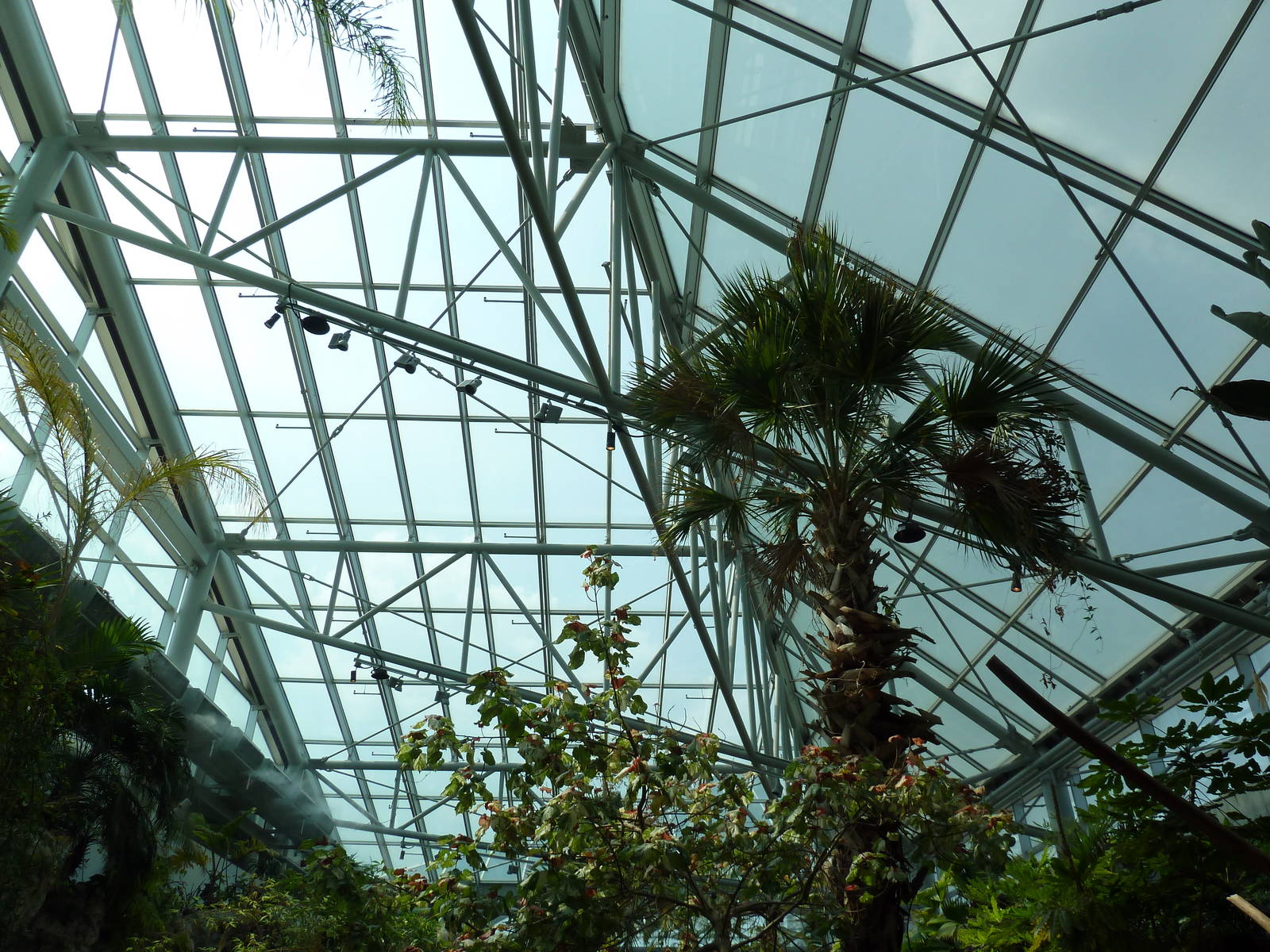 Tropical Cove - Roof