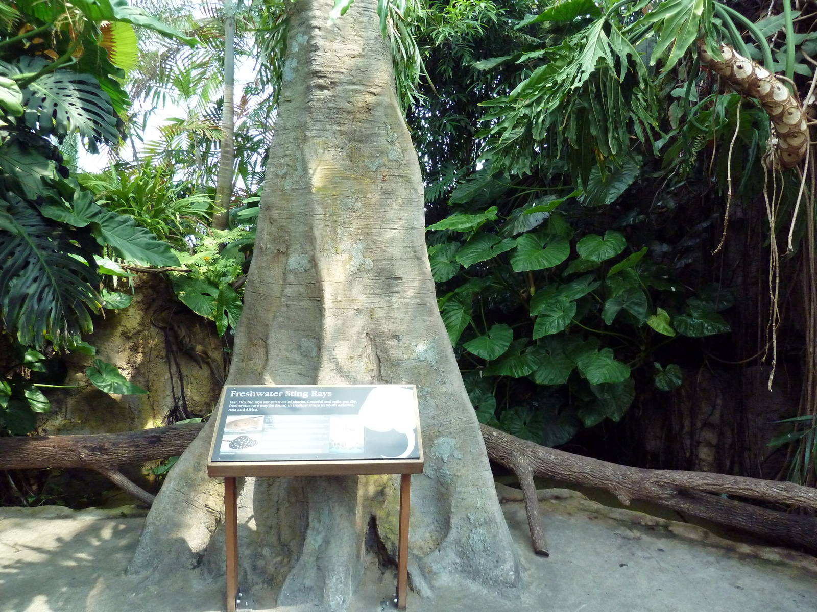 Tropical Cove - Stingray Exhibit
