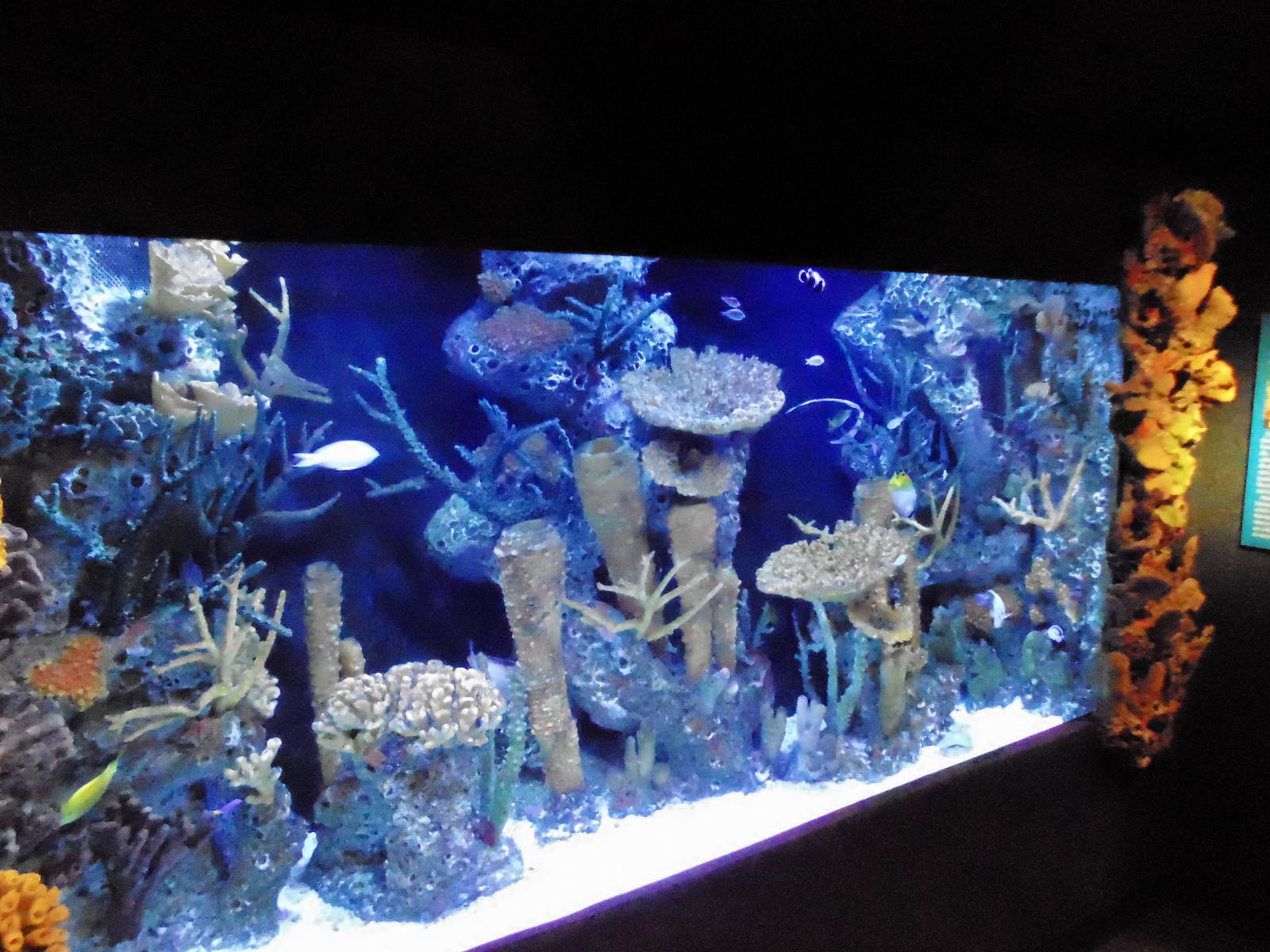 Tropical Currents Aquarium