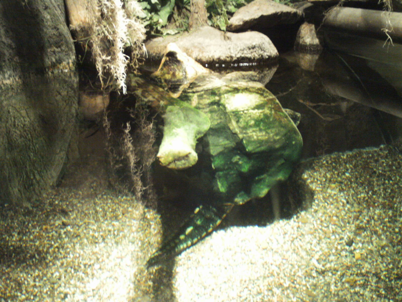 tropical discovery- alligator snapper