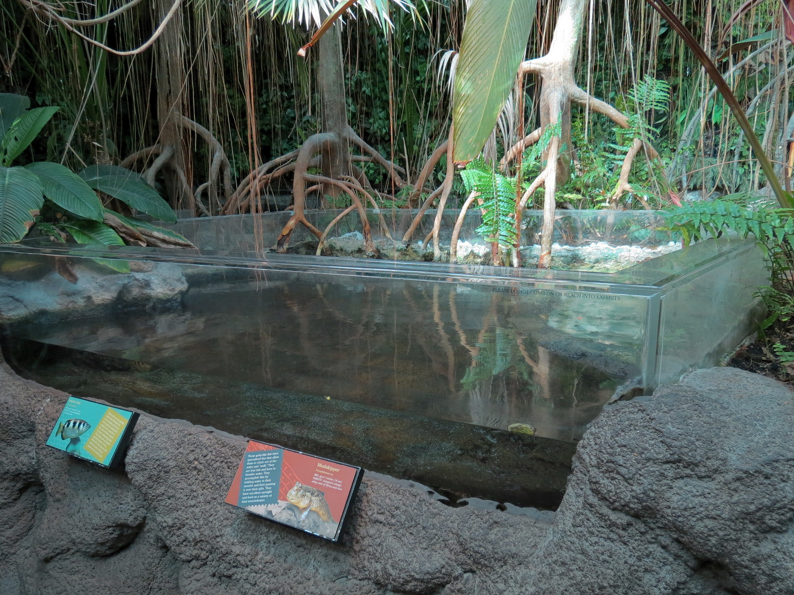 Tropical Discovery - Archerfish and Mudskipper Exhibit