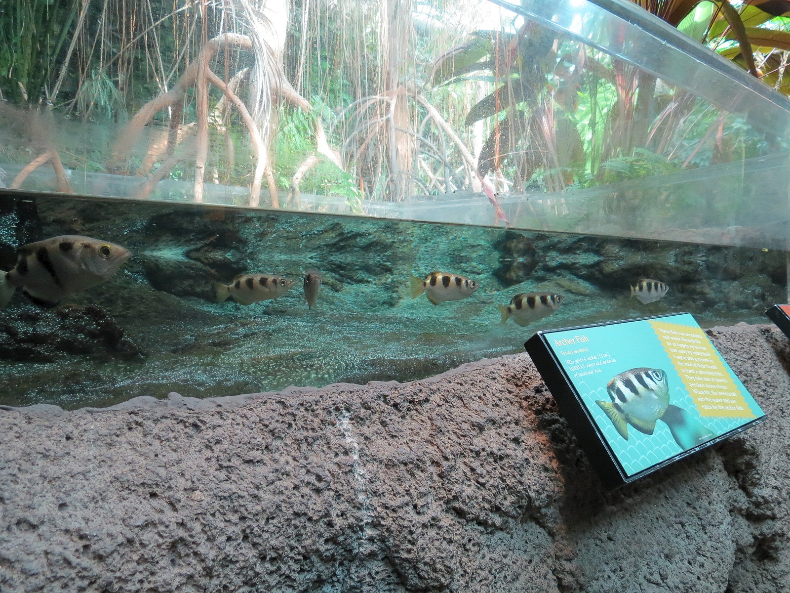 Tropical Discovery - Archerfish and Mudskipper Exhibit