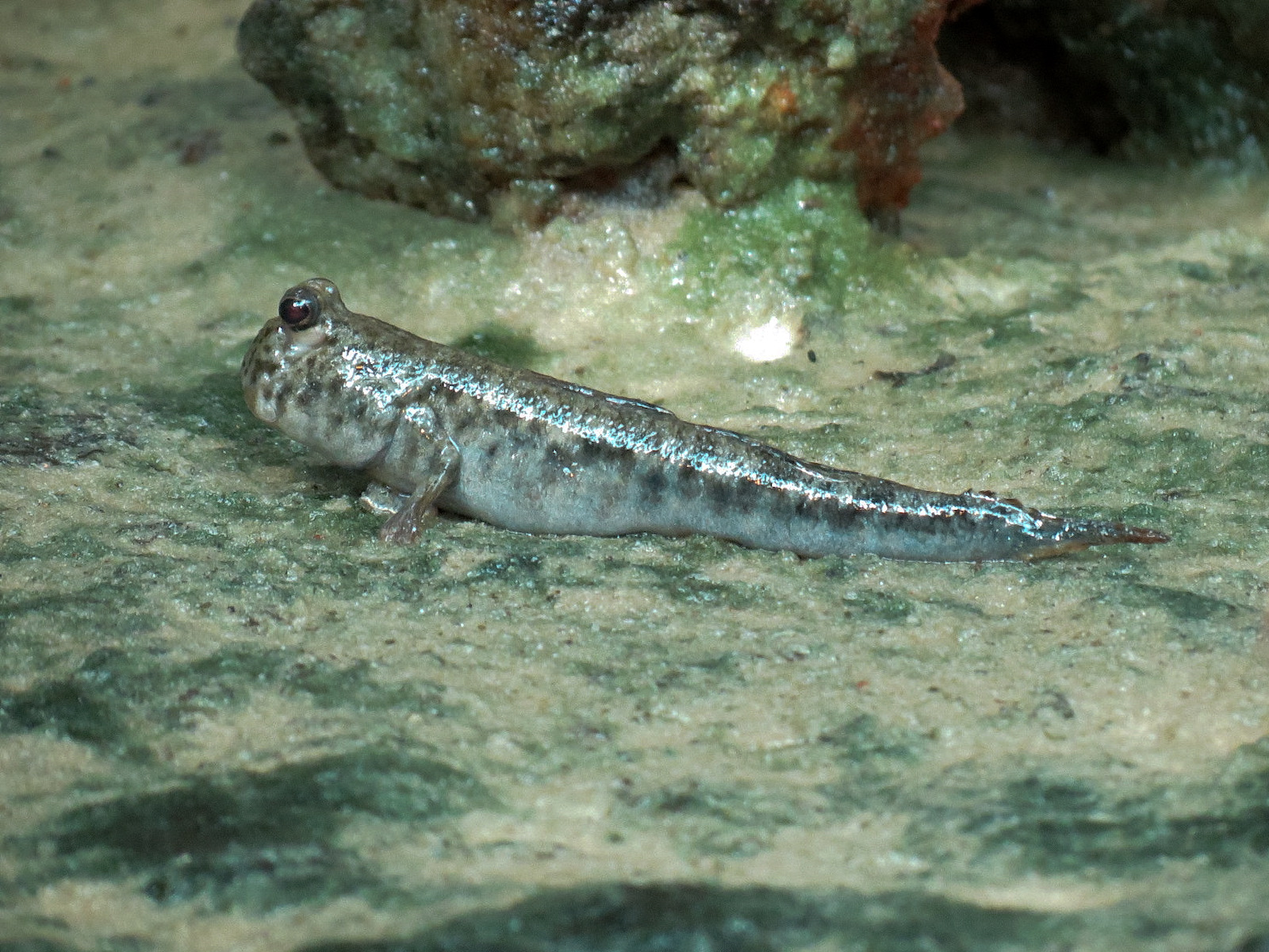 Tropical Discovery - Archerfish and Mudskipper Exhibit