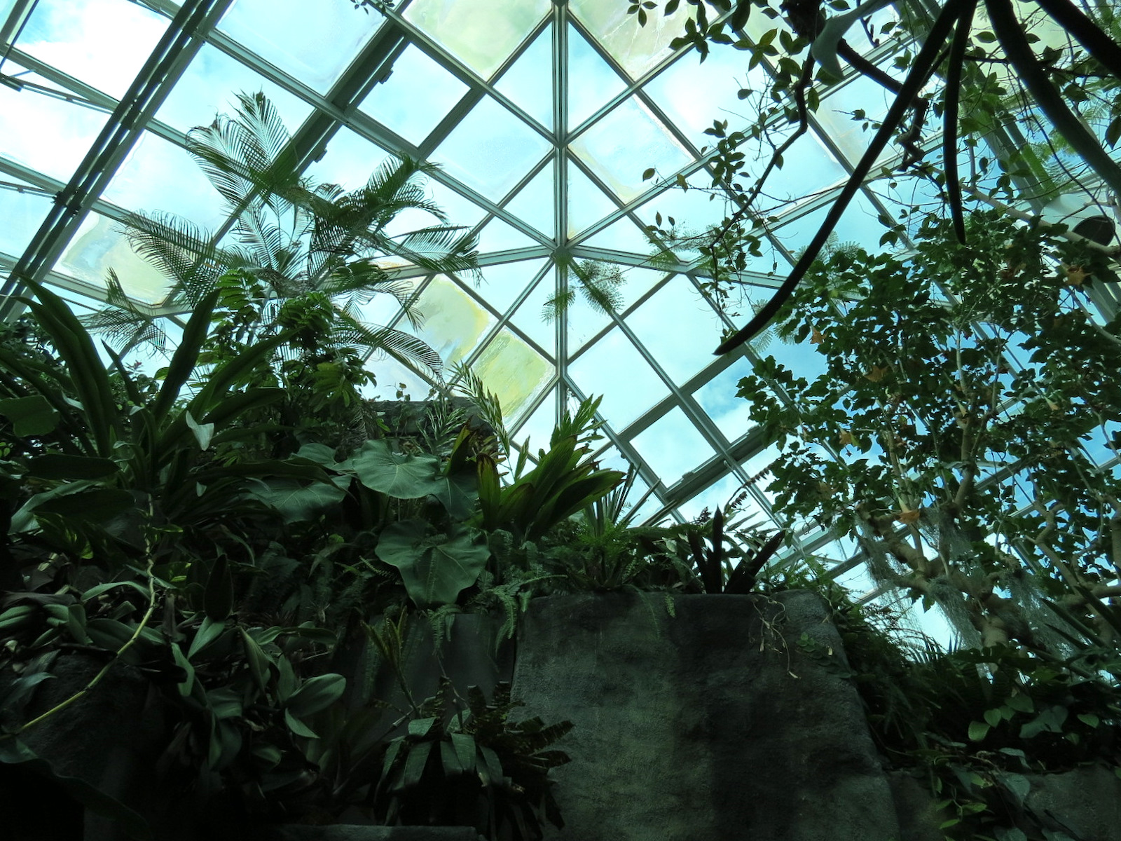 Tropical Discovery - Atrium Ceiling
