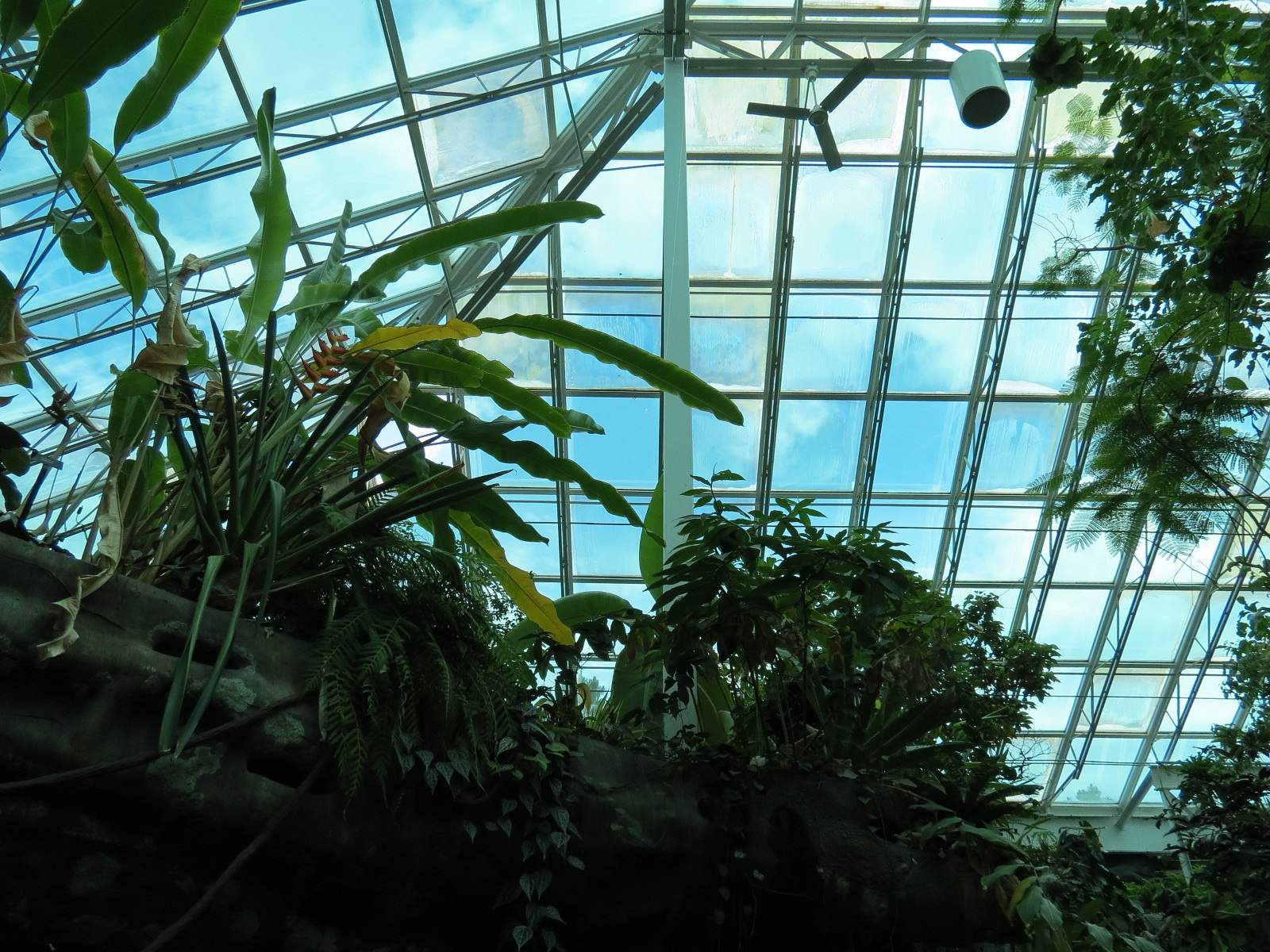 Tropical Discovery - Atrium Ceiling