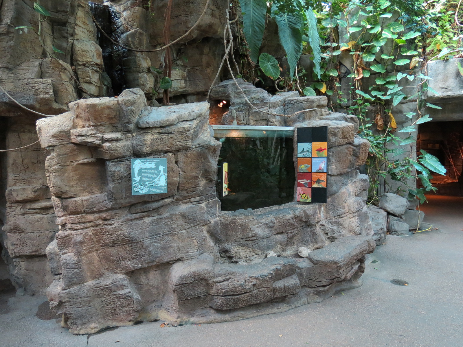 Tropical Discovery - Bala Shark and Others Exhibit