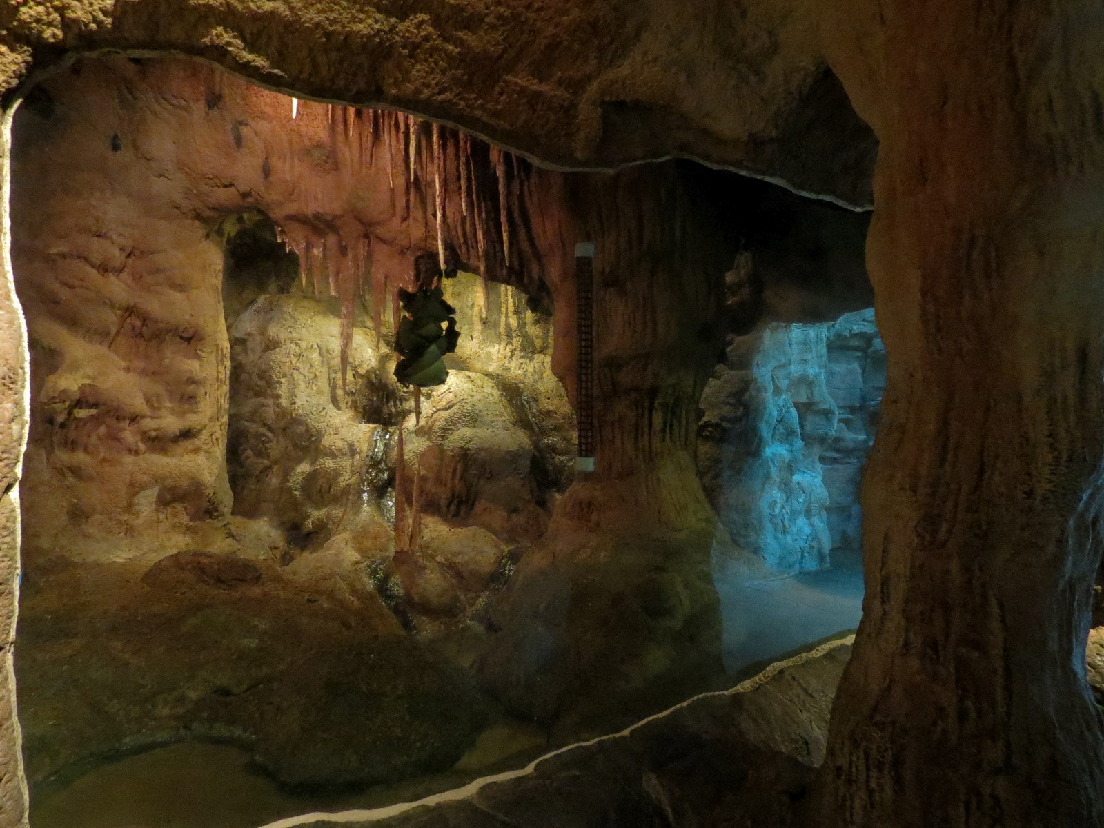 Tropical Discovery - Big Fruit Bat and Short-tailed Bat Exhibit