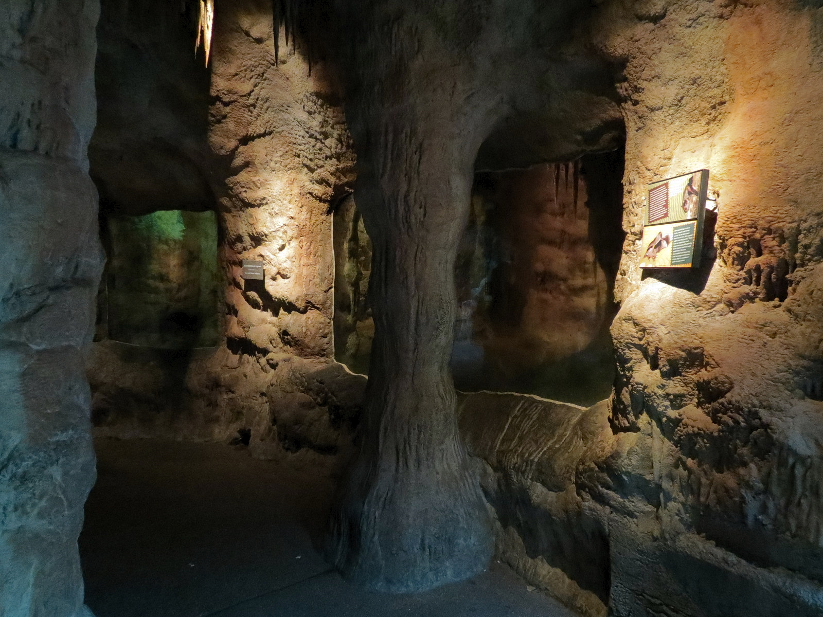 Tropical Discovery - Big Fruit Bat and Short-tailed Bat Exhibit