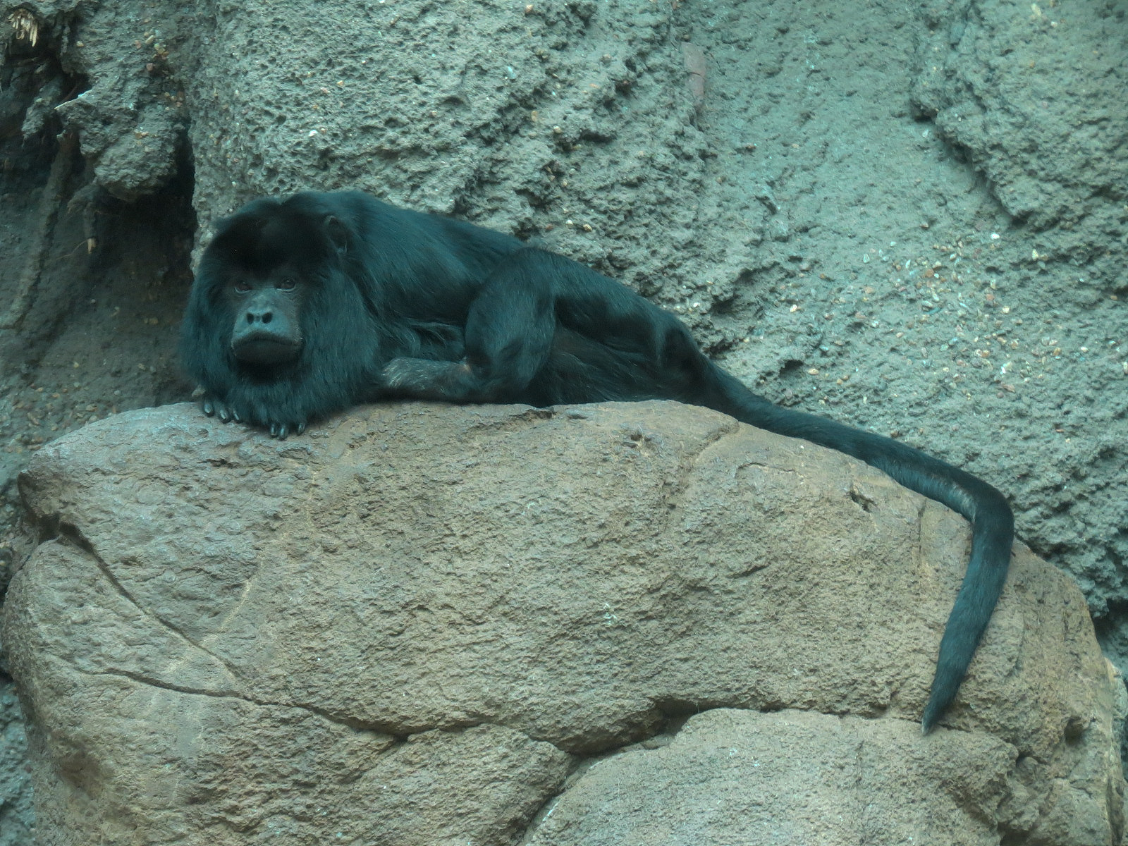 Tropical Discovery - Black Howler Monkey and Capybara Exhibit