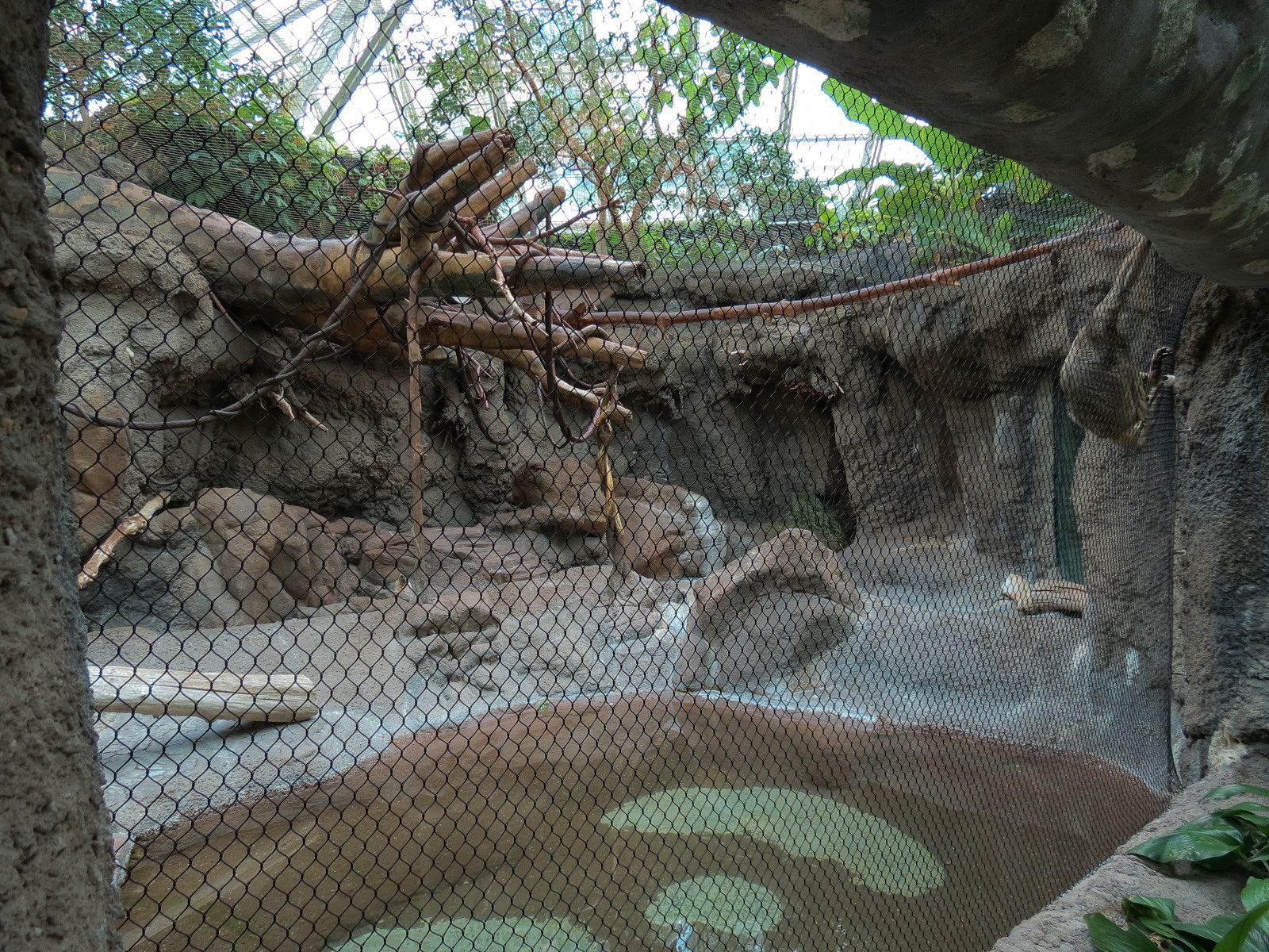 Tropical Discovery - Black Howler Monkey and Capybara Exhibit
