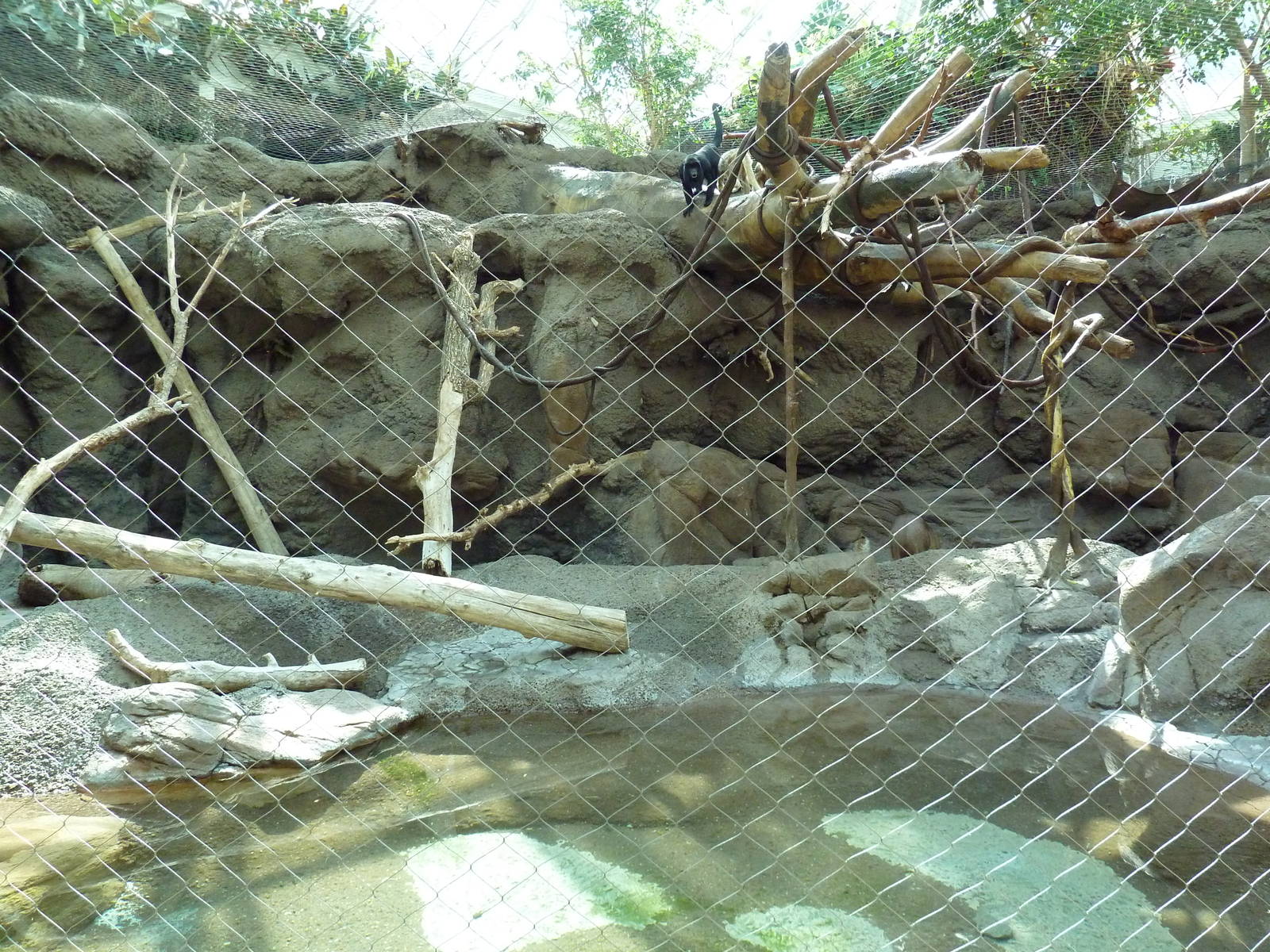 Tropical Discovery - Black Howler Monkey/Capybara Exhibit