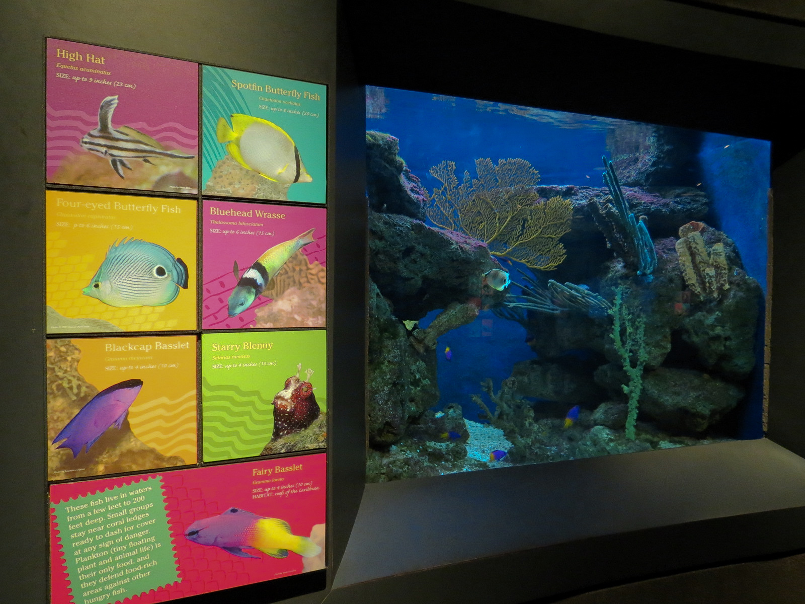 Tropical Discovery - Blackcap Basslet and Others Exhibit