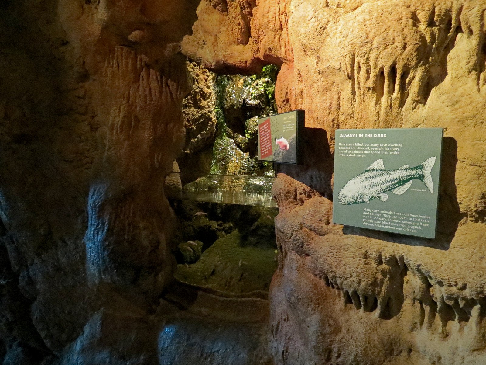 Tropical Discovery - Blind Cave Fish Exhibit
