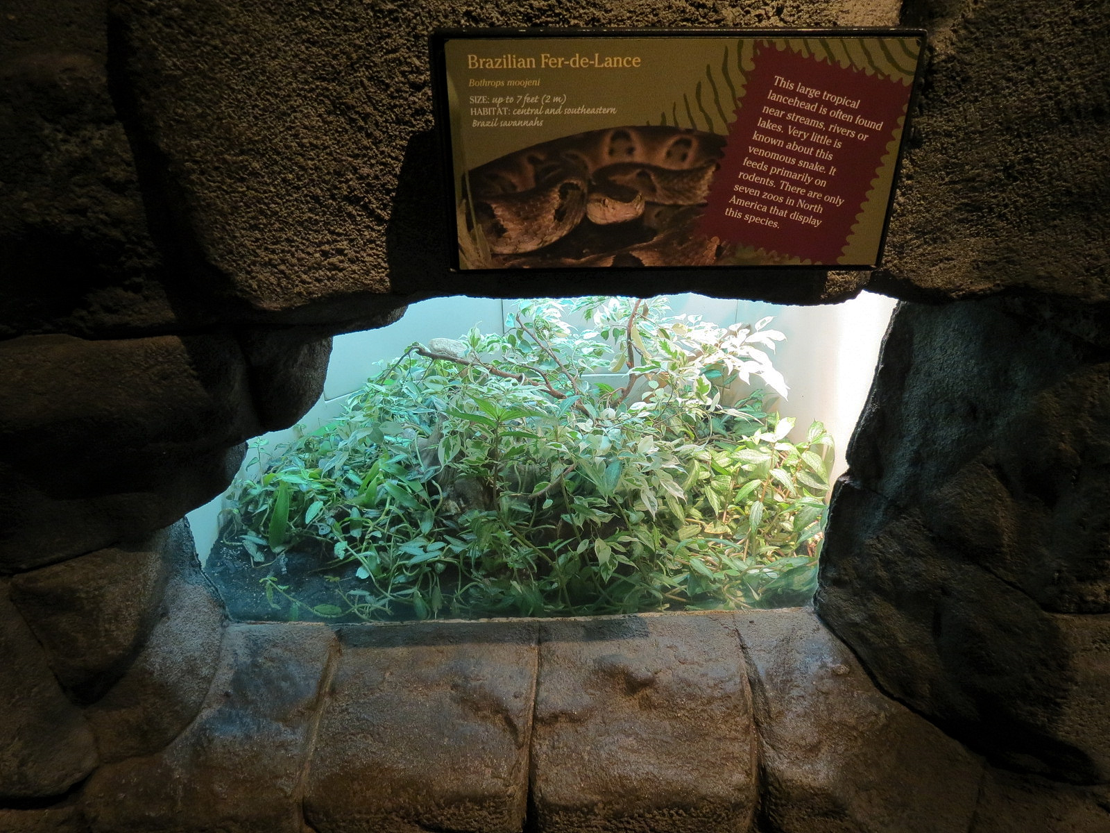 Tropical Discovery - Brazilian Fer-de-Lance Exhibit