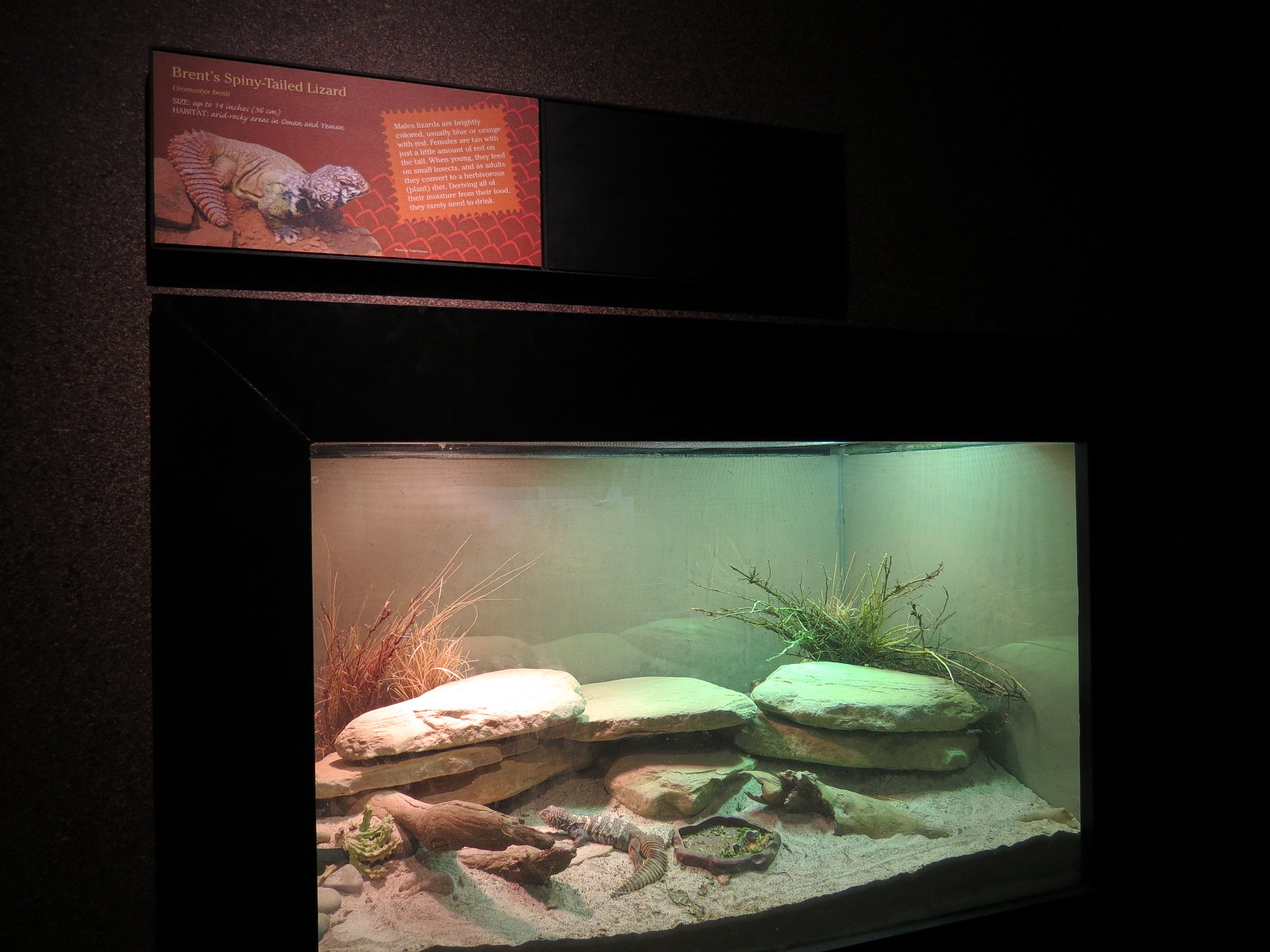 Tropical Discovery - Brent's Spiny-tailed Lizard Exhibit