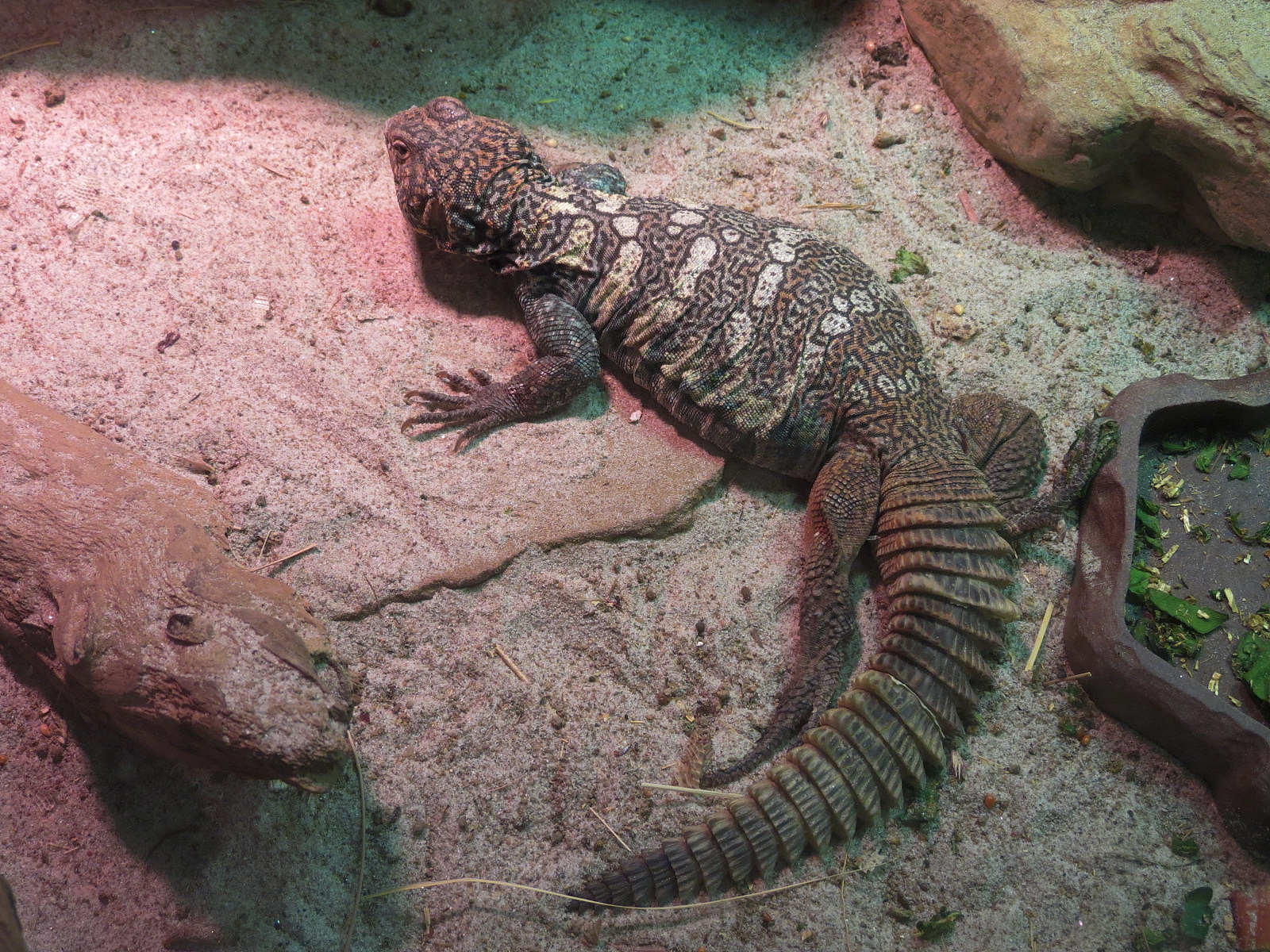 Tropical Discovery - Brent's Spiny-tailed Lizard Exhibit