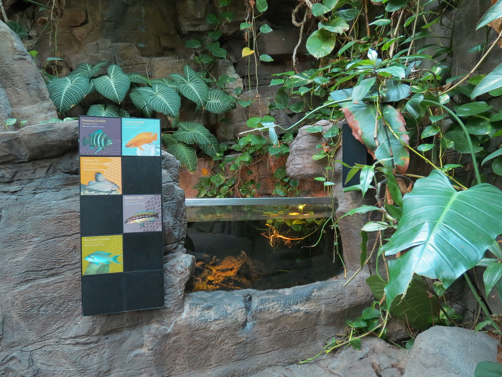 Tropical Discovery - Brichard's Cichlid and Others Exhibit