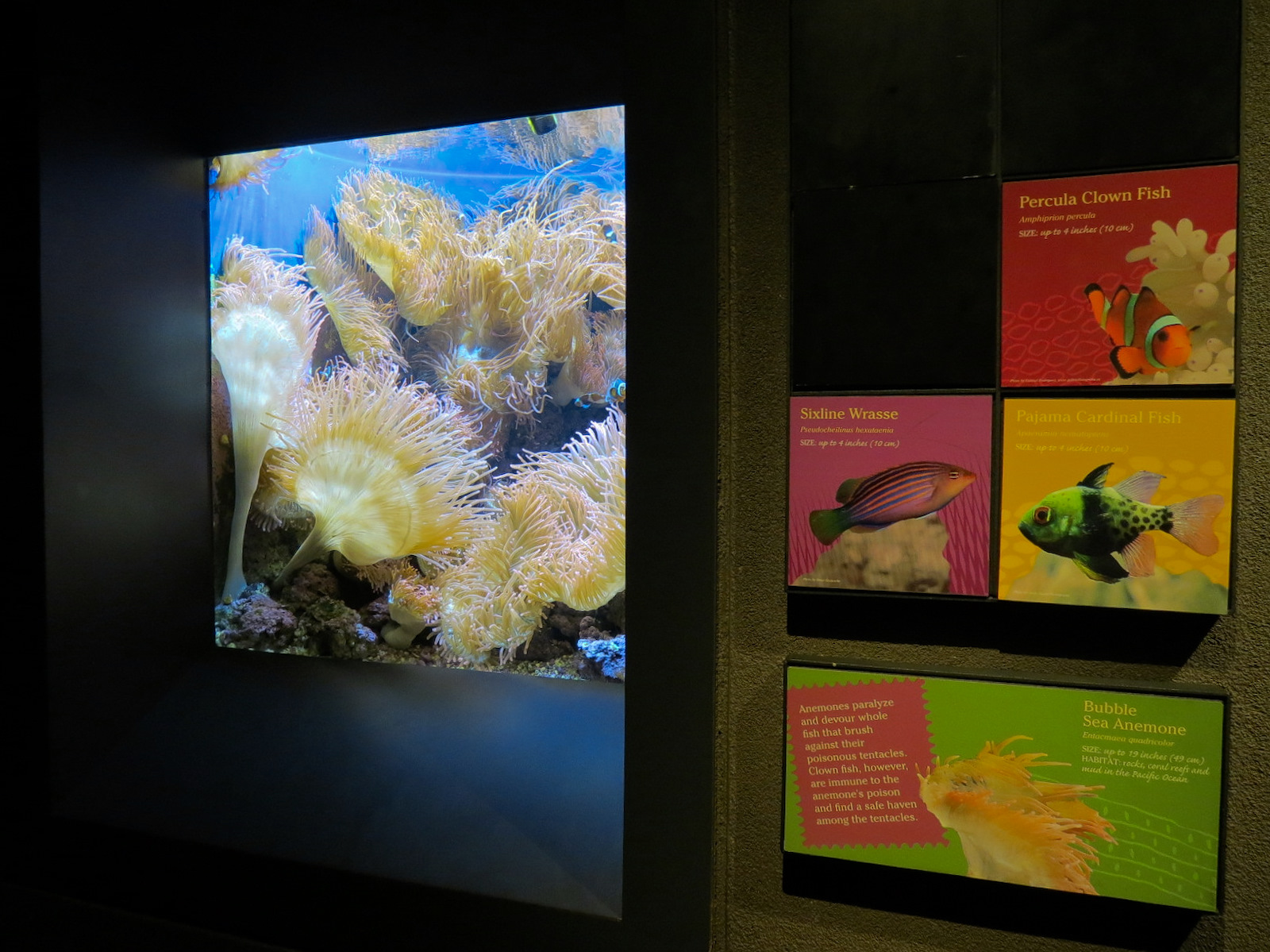 Tropical Discovery - Bubble Sea Anemone and Others Exhibit
