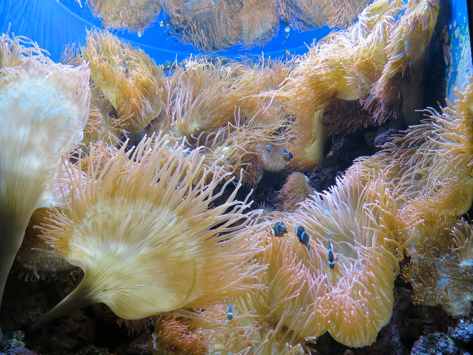 Tropical Discovery - Bubble Sea Anemone and Others Exhibit