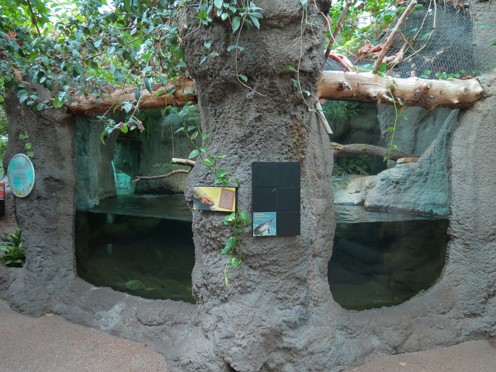 Tropical Discovery - Caiman Lizard and Spot-bellied Side-necked Turtle Exhi