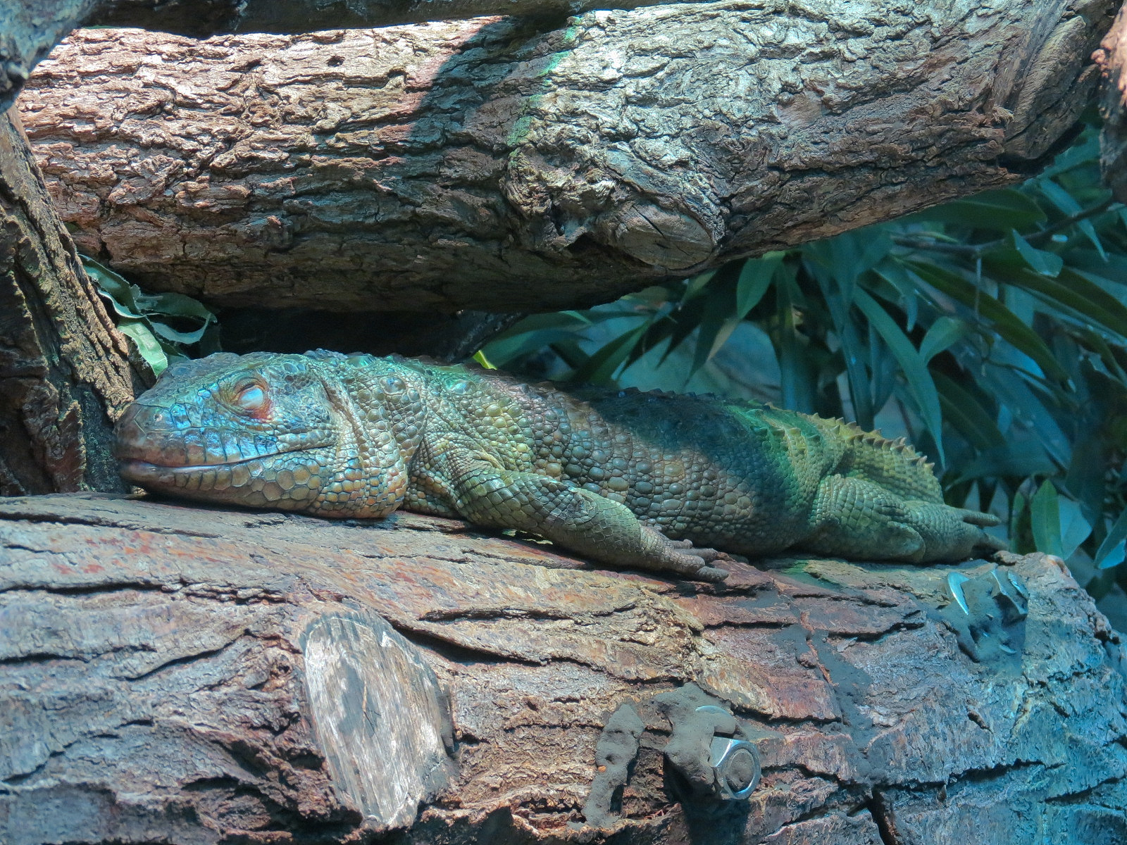 Tropical Discovery - Caiman Lizard and Spot-bellied Side-necked Turtle Exhi
