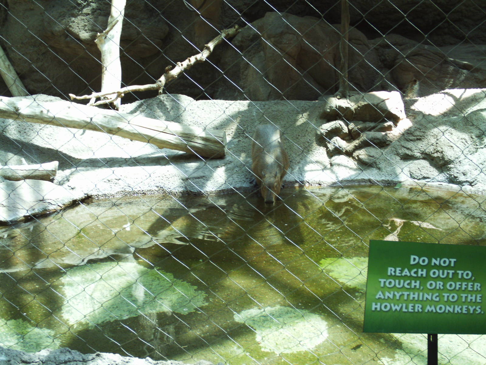 tropical discovery- capybara exhibit