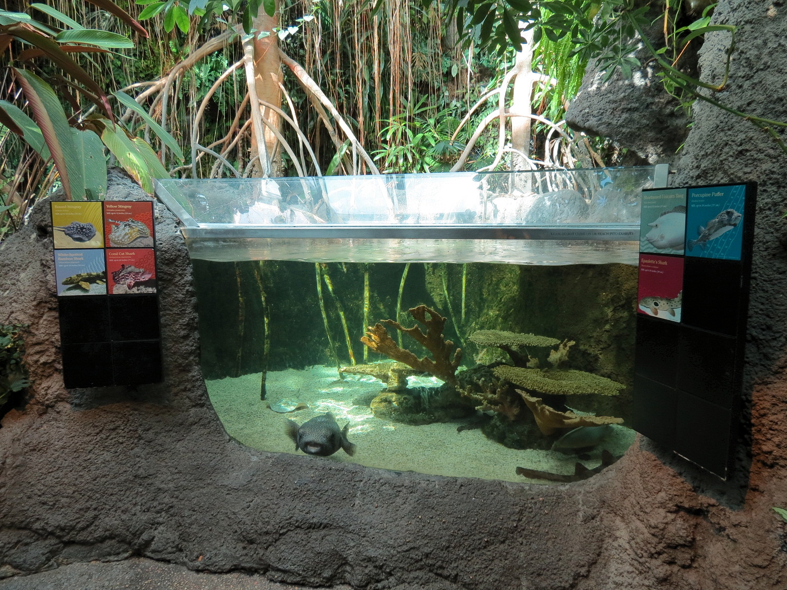 Tropical Discovery - Coral Cat Shark and Others Exhibit
