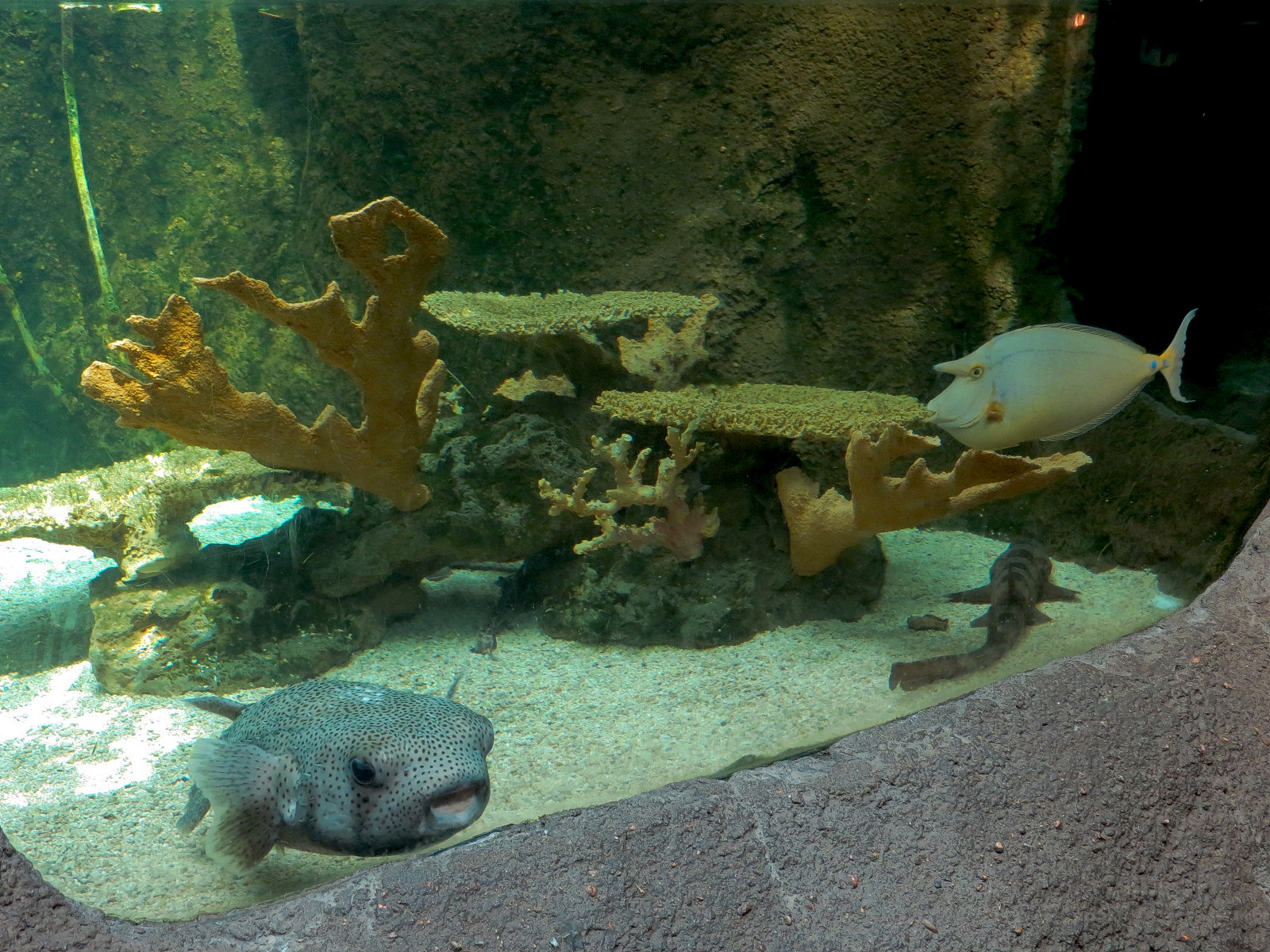 Tropical Discovery - Coral Cat Shark and Others Exhibit