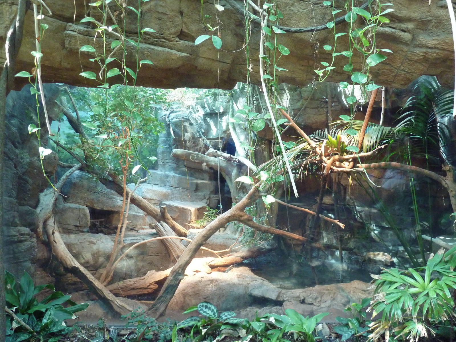 Tropical Discovery - Crocodile Monitor Exhibit