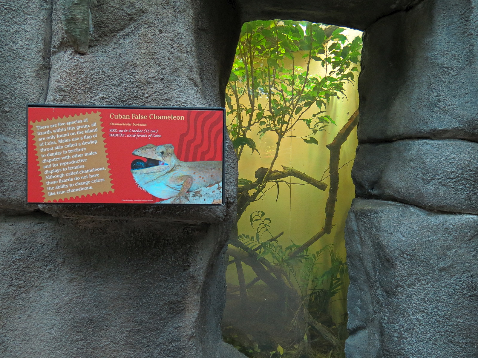 Tropical Discovery - Cuban False Chameleon Exhibit