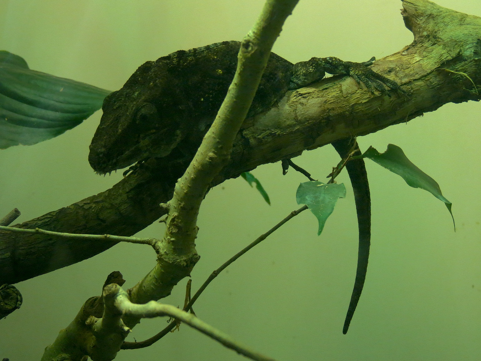 Tropical Discovery - Cuban False Chameleon Exhibit