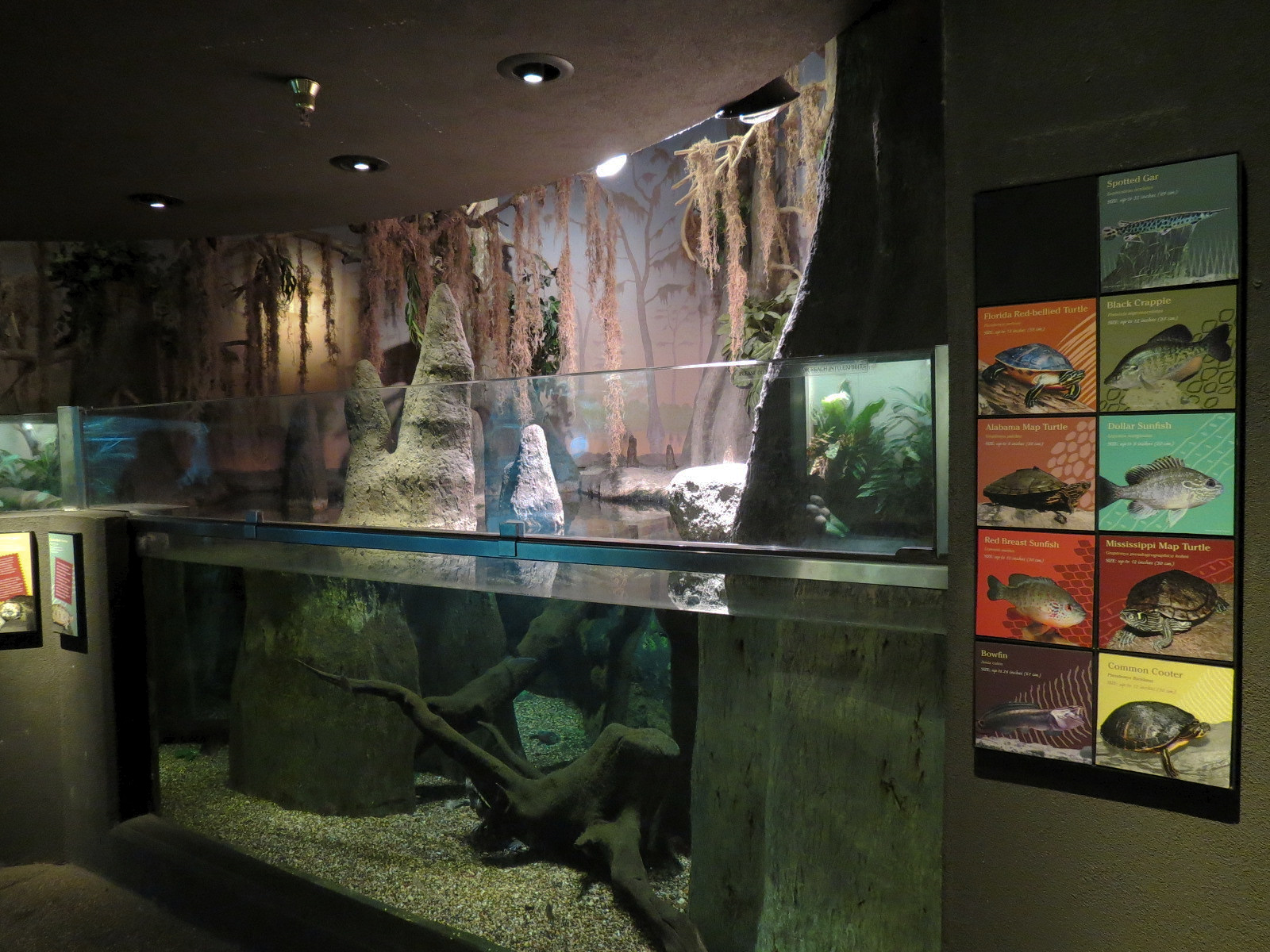 Tropical Discovery - Cypress Swamps Alabama Map Turtle and Others Exhibit