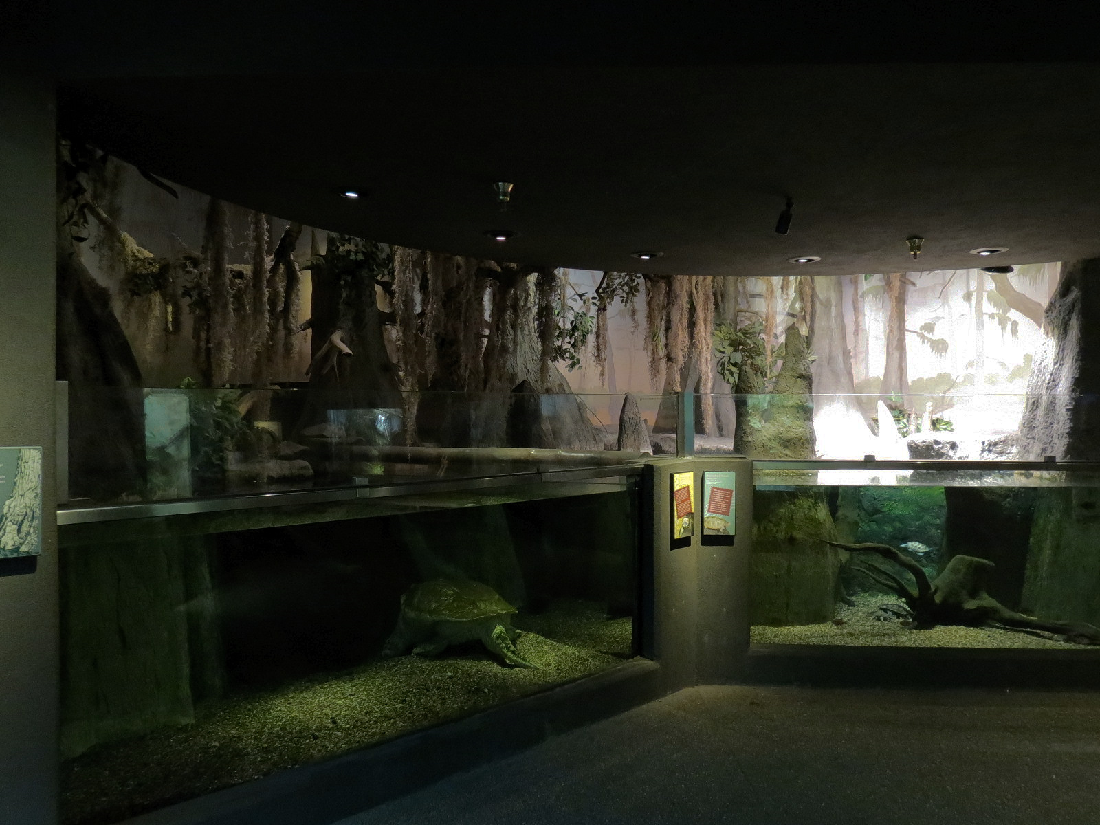 Tropical Discovery - Cypress Swamps Alligator Snapper Exhibit and Alabama M