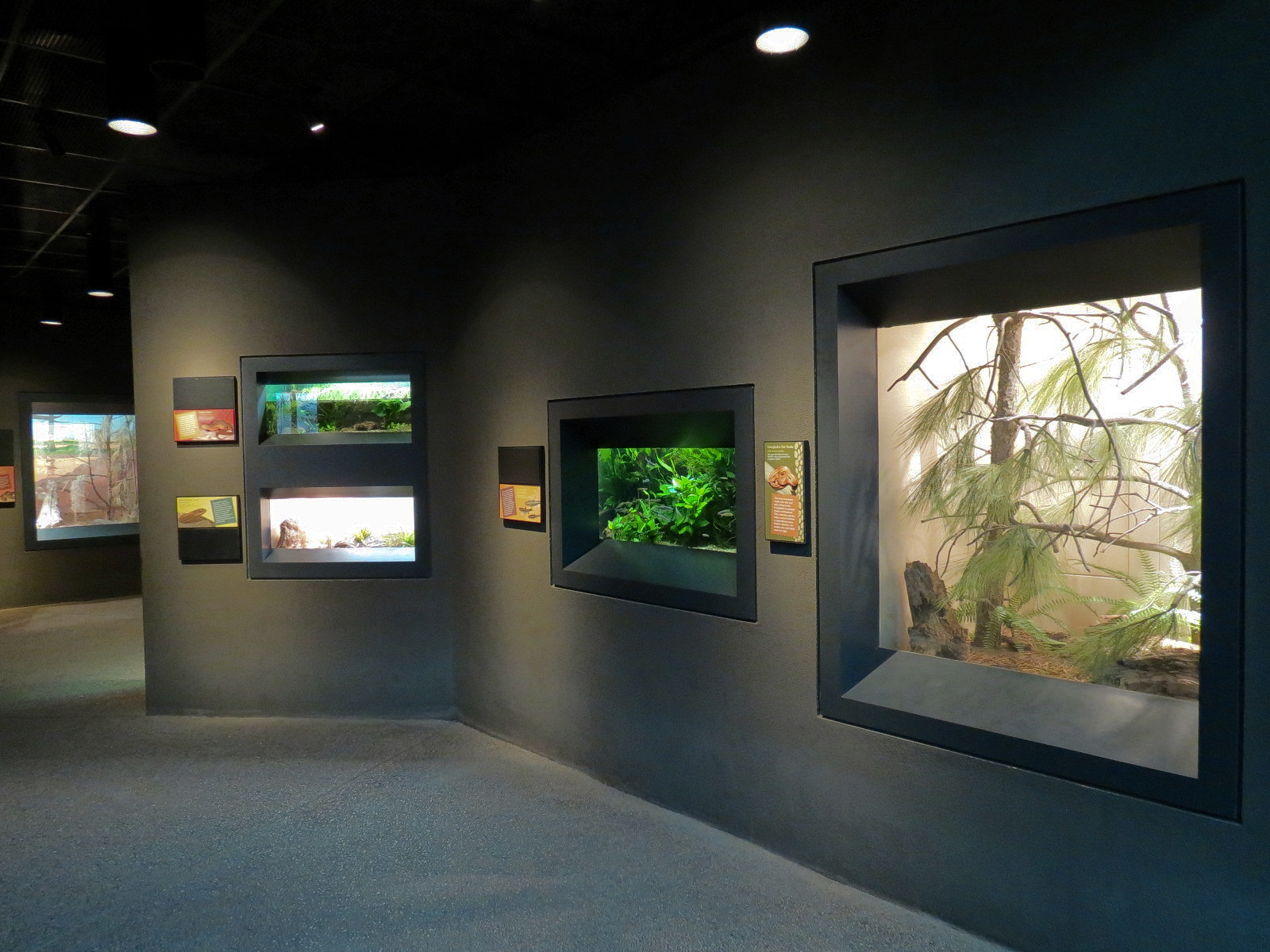 Tropical Discovery - Cypress Swamps Exhibits