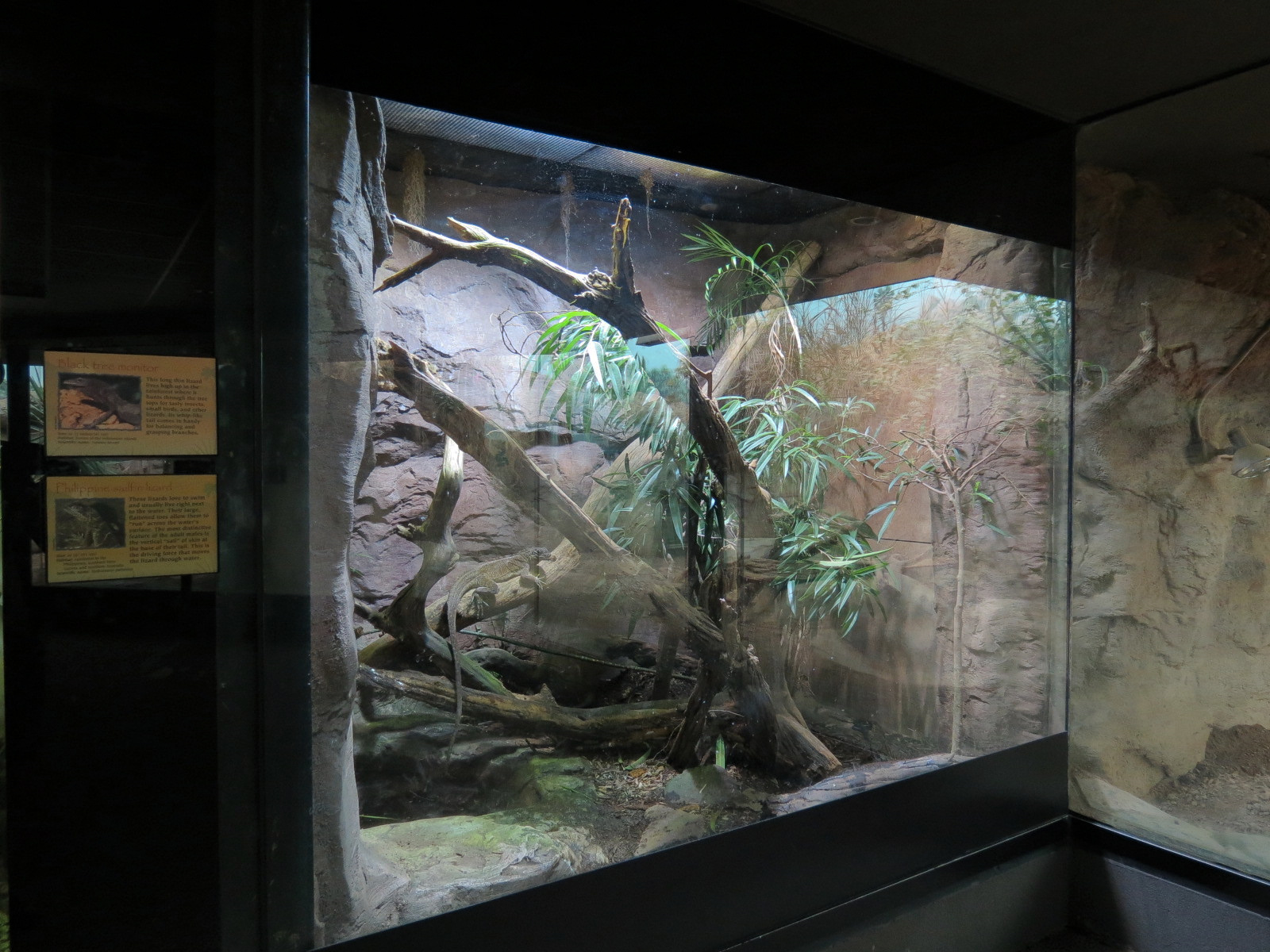 Tropical Discovery - Dragons of Komodo - Black Tree Monitor and Philippine