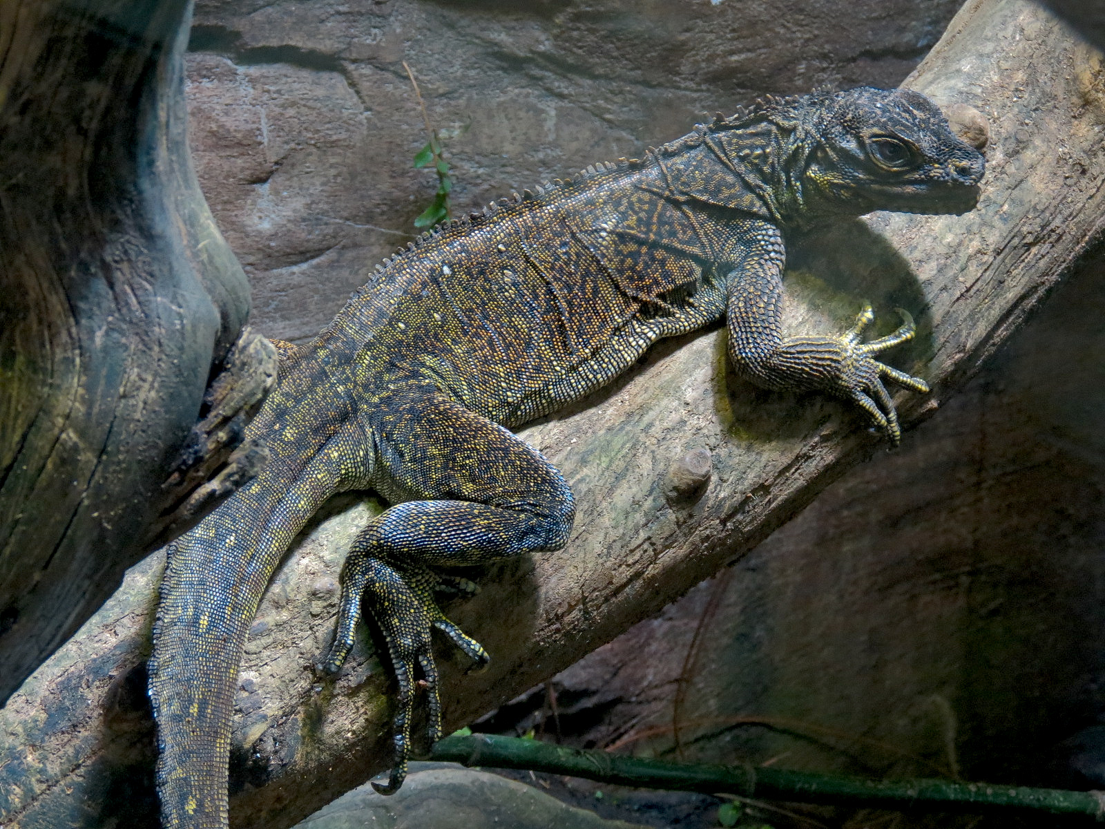 Tropical Discovery - Dragons of Komodo - Black Tree Monitor and Philippine