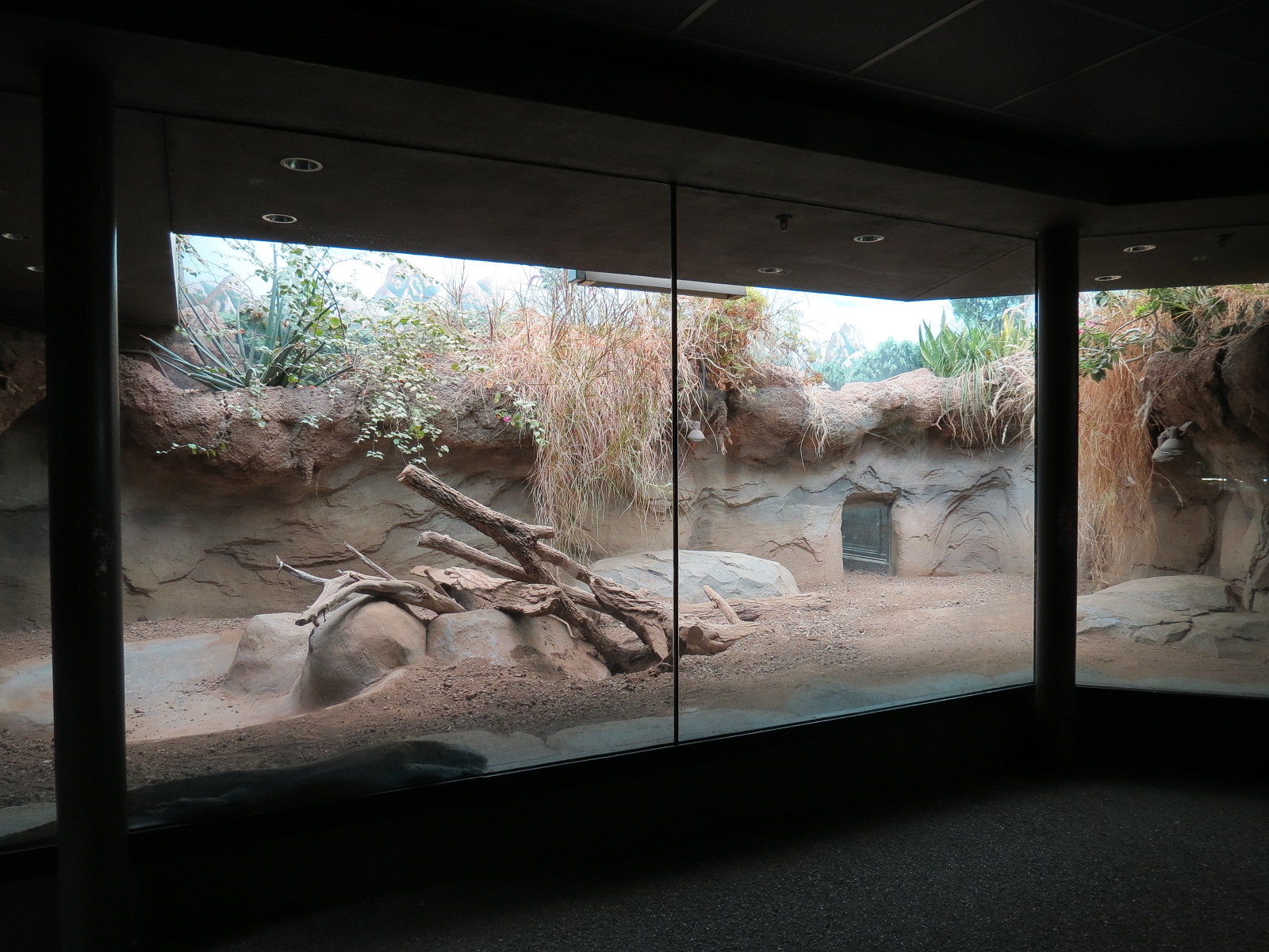 Tropical Discovery - Dragons of Komodo - Komodo Dragon Exhibit 1