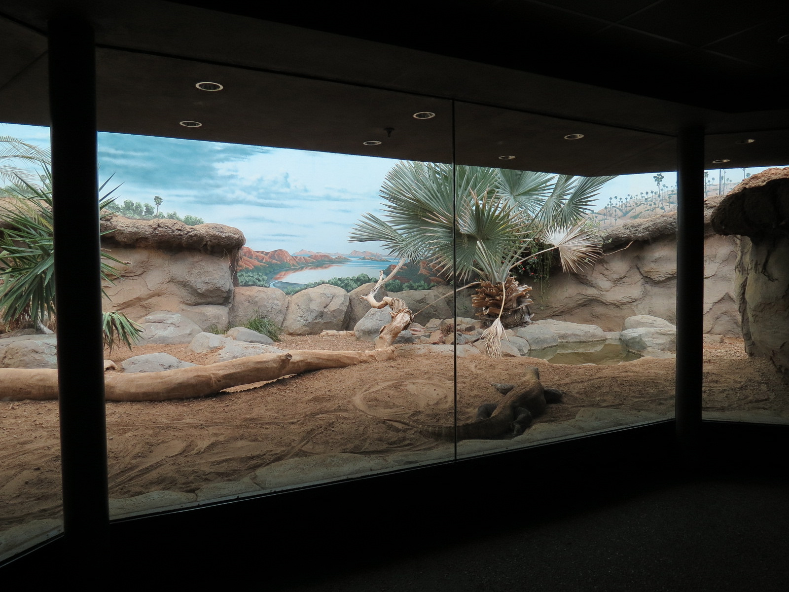 Tropical Discovery - Dragons of Komodo - Komodo Dragon Exhibit 2