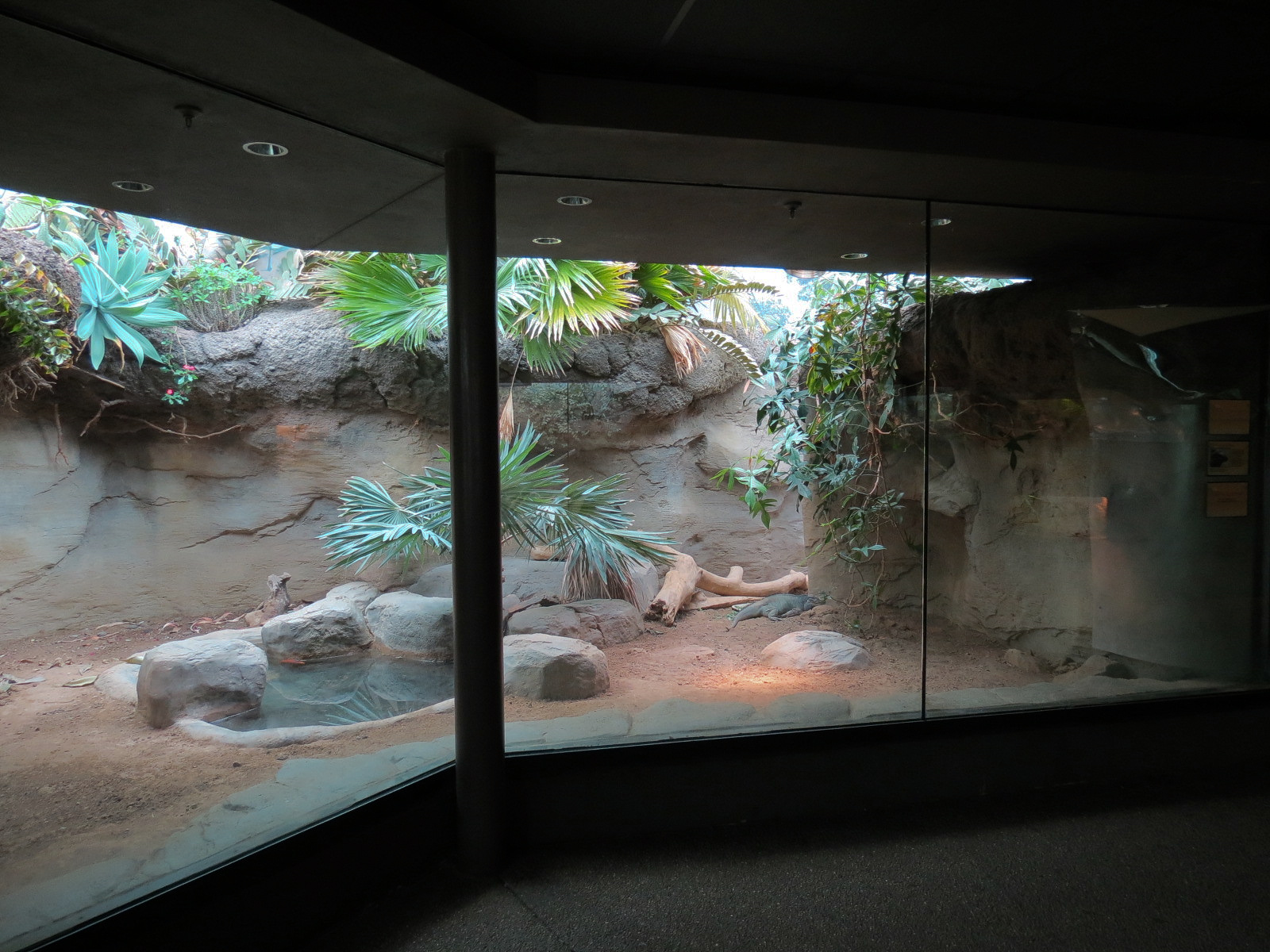Tropical Discovery - Dragons of Komodo - Rhinoceros Iguana Exhibit