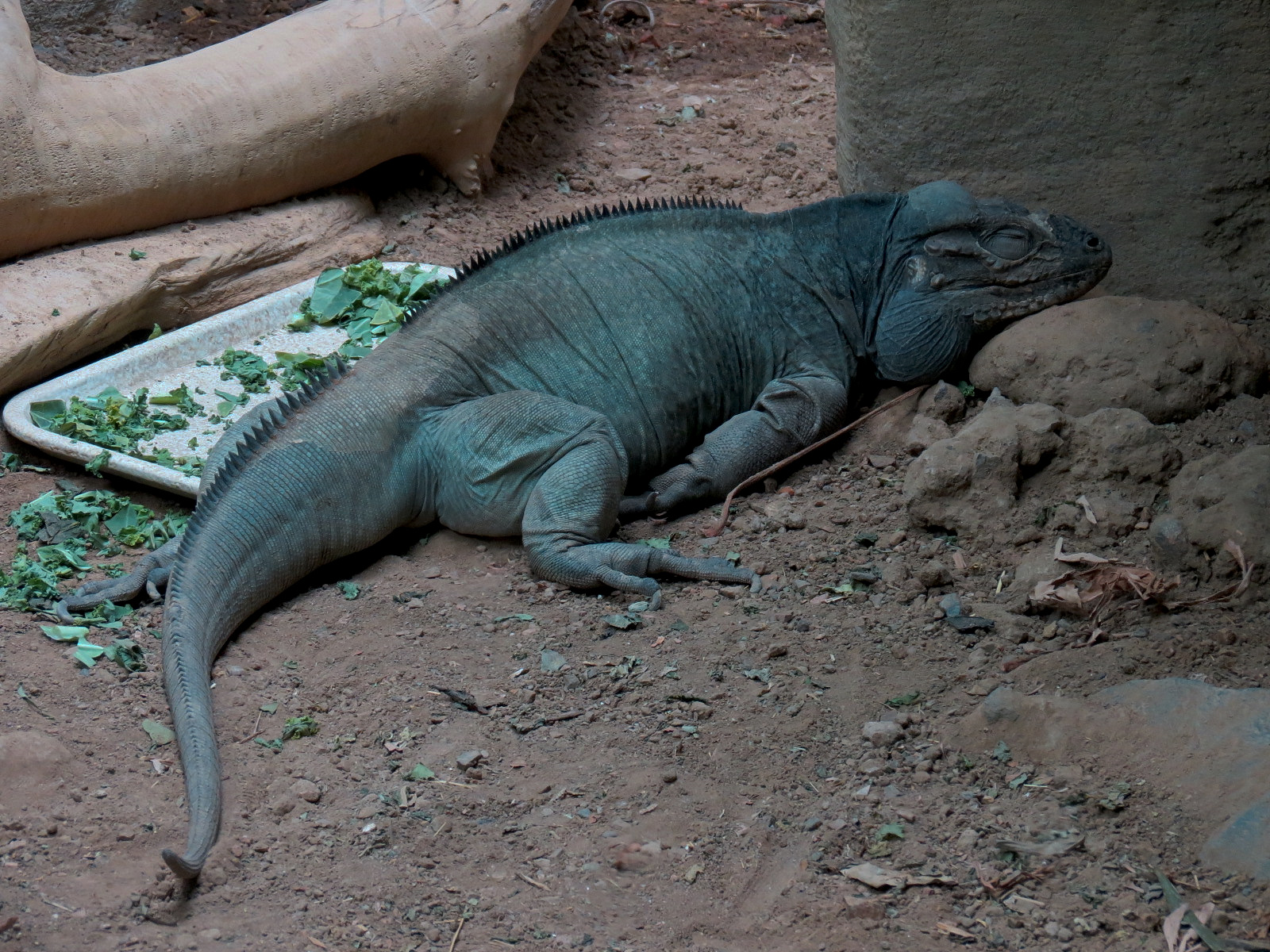 Tropical Discovery - Dragons of Komodo - Rhinoceros Iguana Exhibit