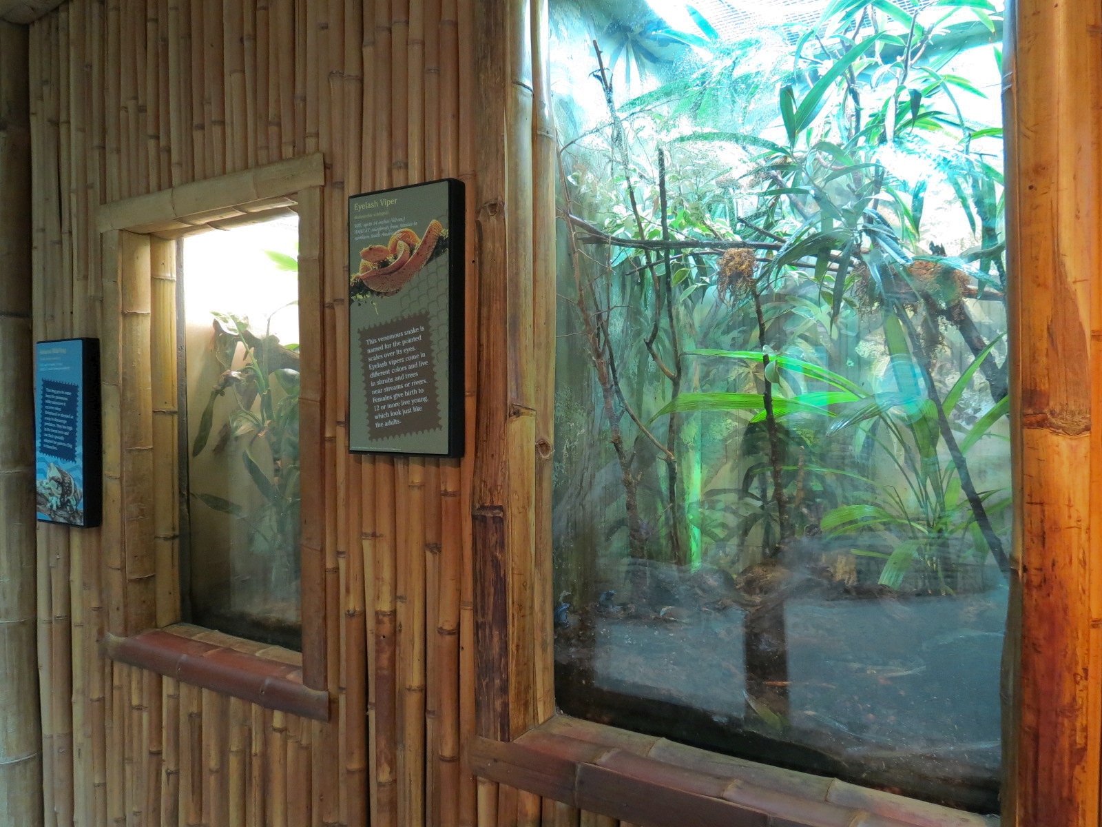 Tropical Discovery - Eyelash Viper Exhibit