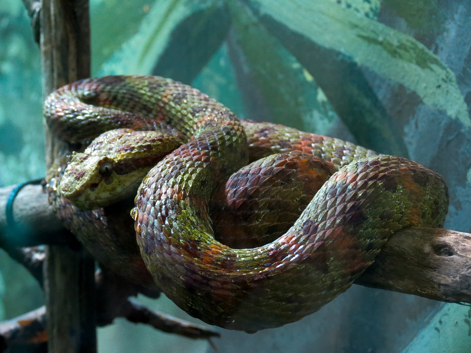 Tropical Discovery - Eyelash Viper Exhibit