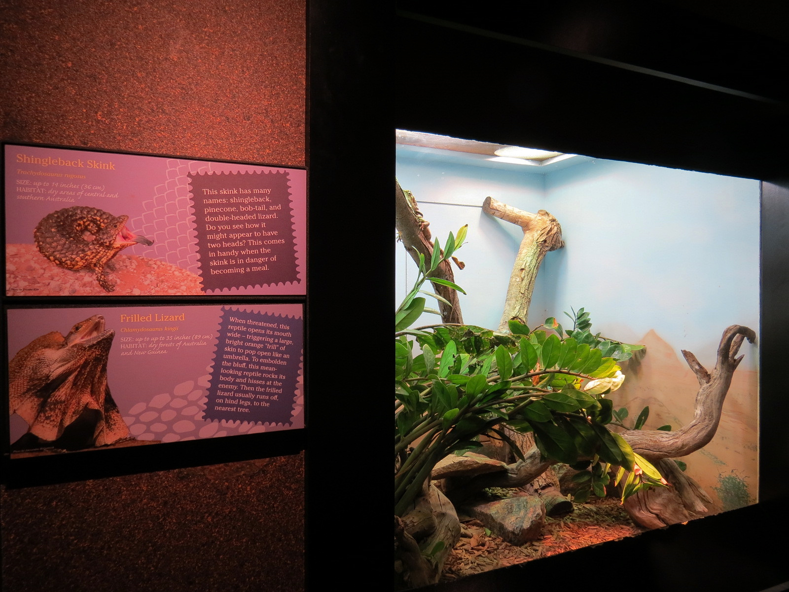 Tropical Discovery - Frilled Lizard and Shingleback Skink Exhibit