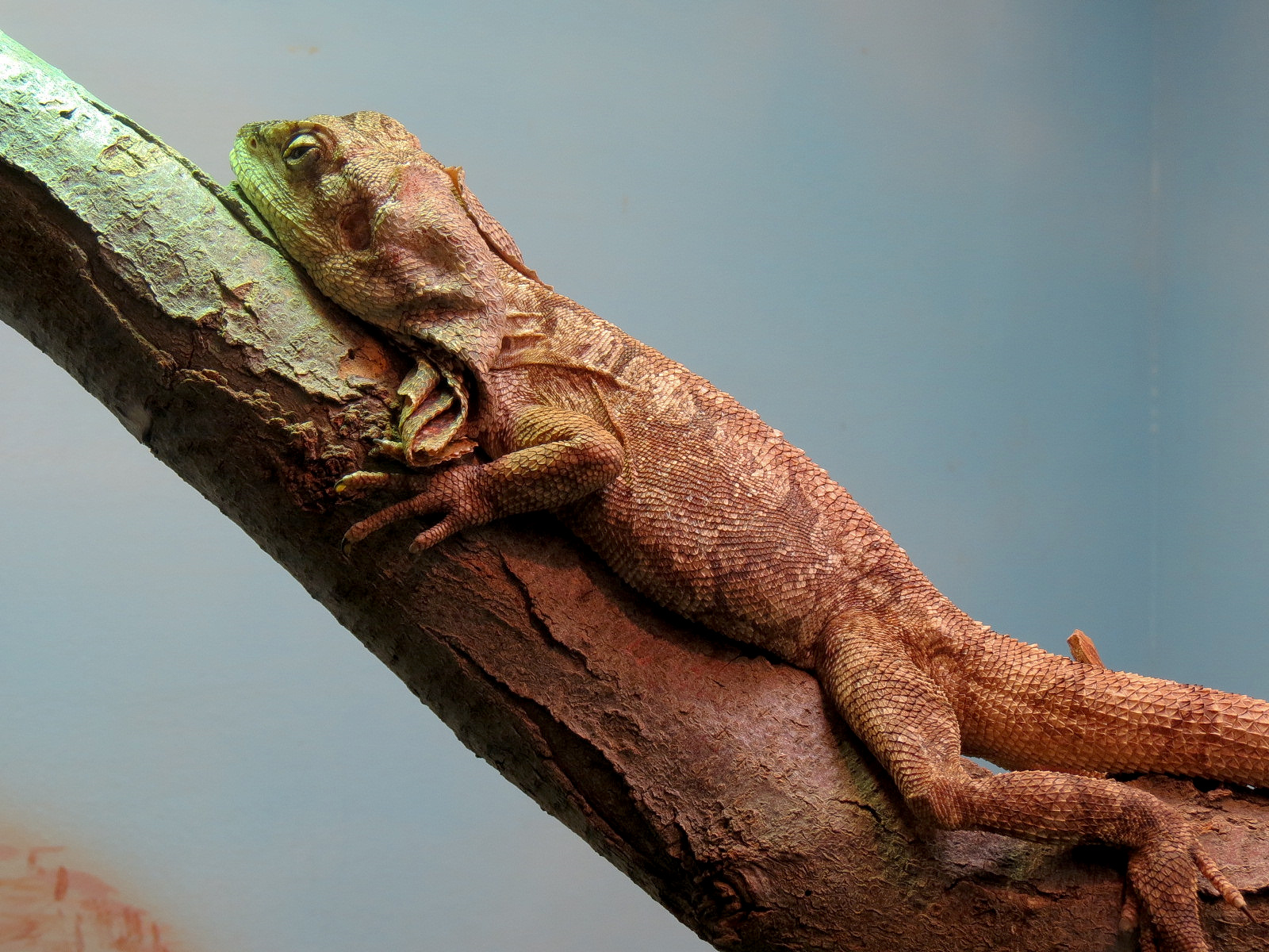 Tropical Discovery - Frilled Lizard and Shingleback Skink Exhibit